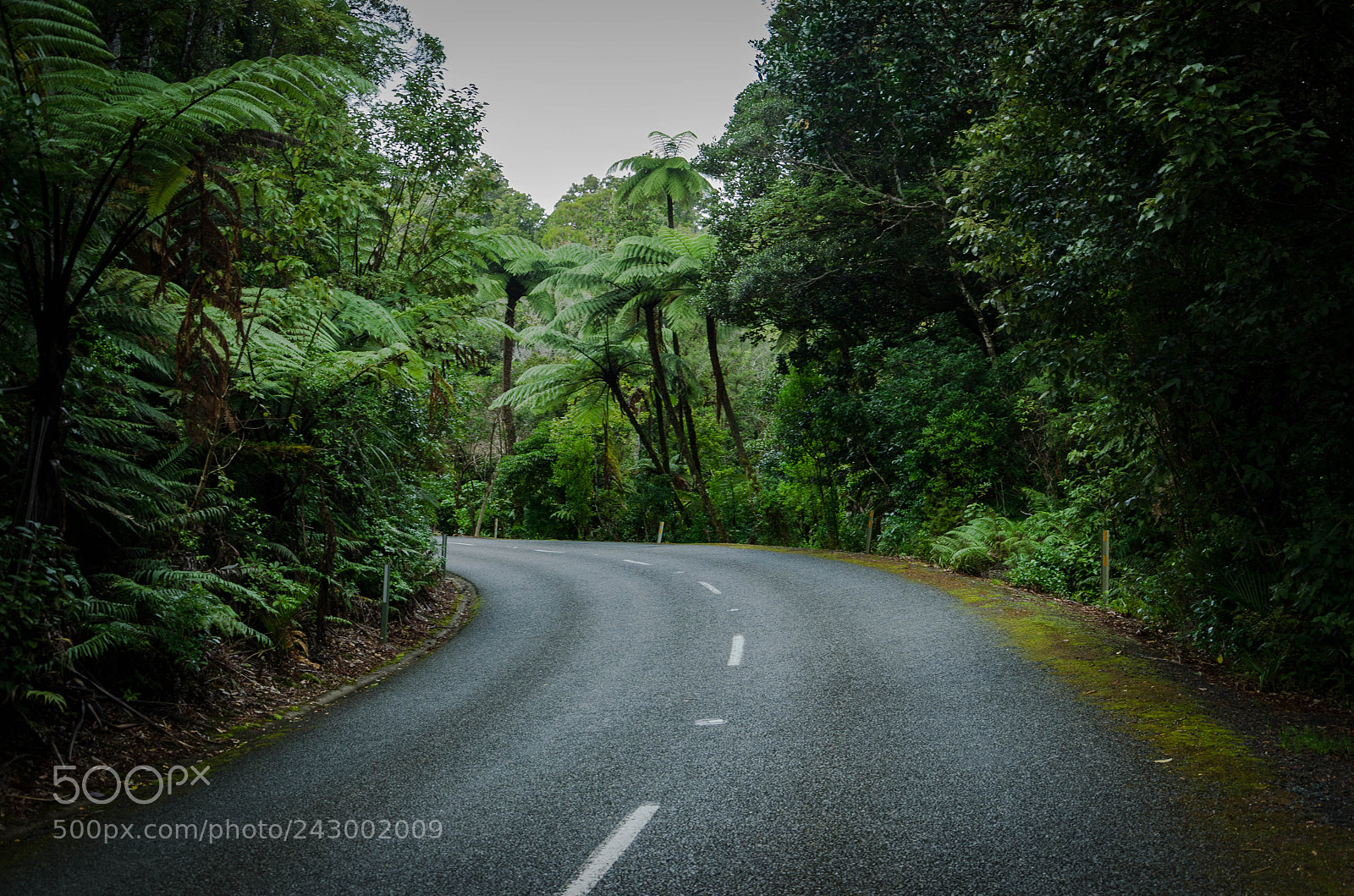 Nikon D5100 sample photo. Forrest road photography