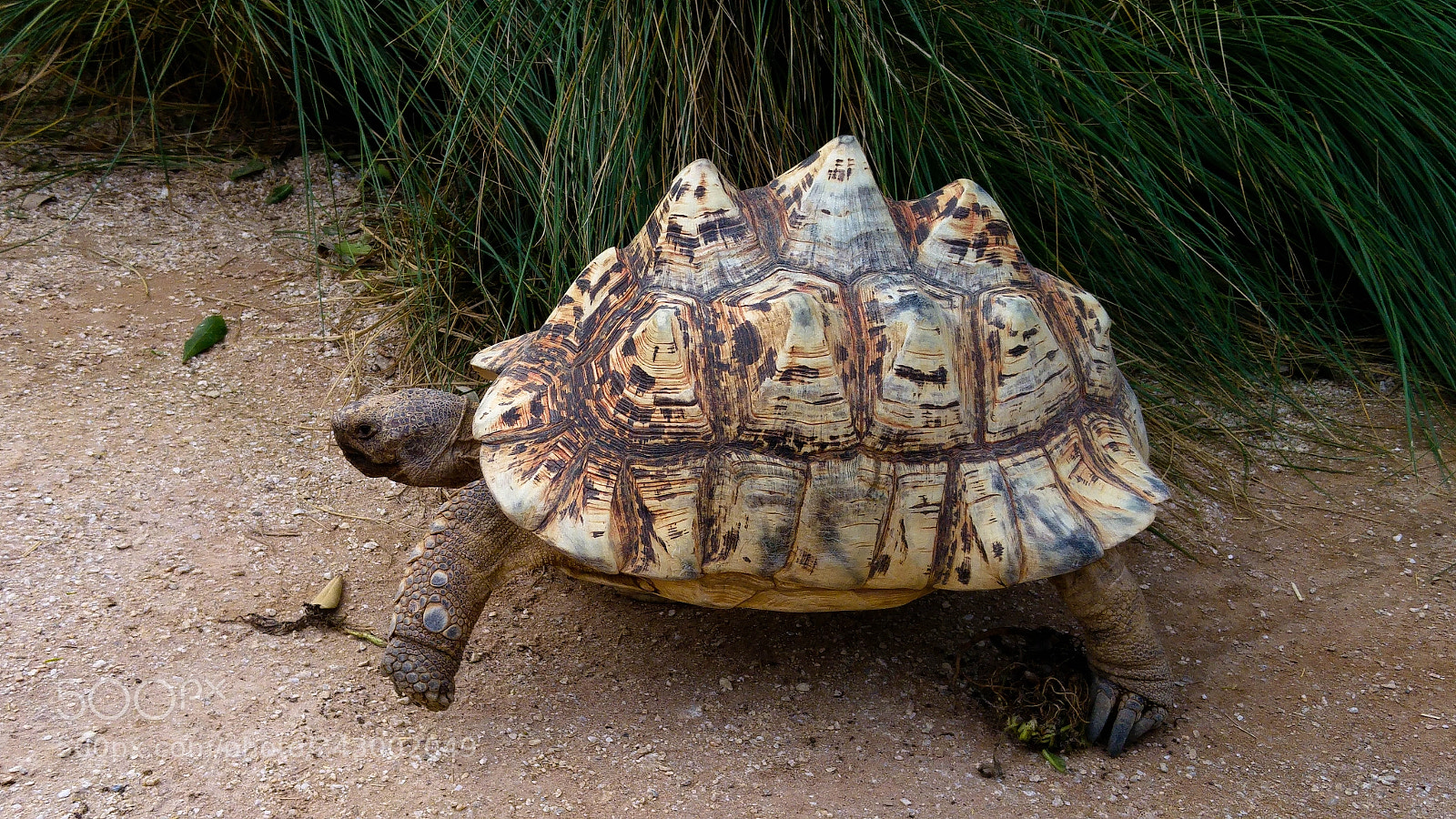 LG G4 sample photo. Turtle photography