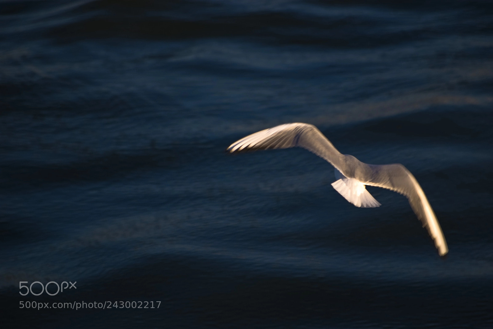 Pentax K100D sample photo. Flying over the sea photography