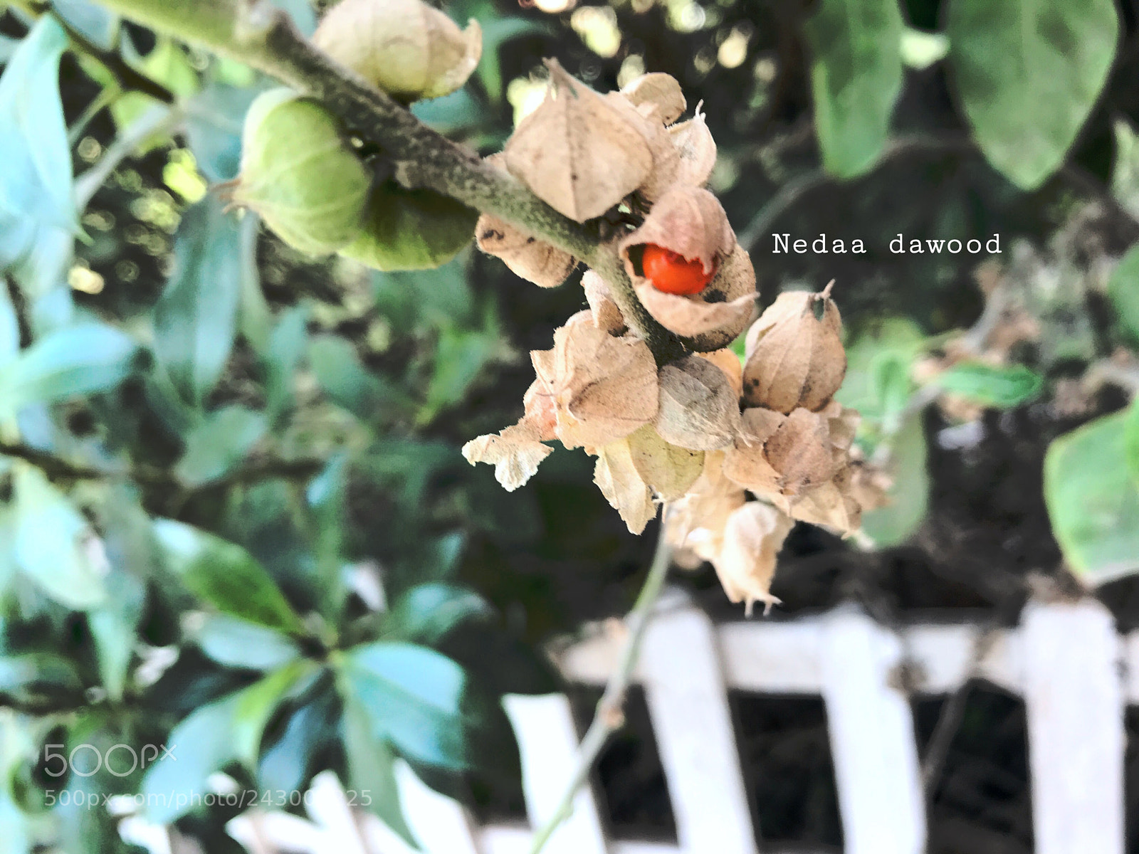 Apple iPhone 7 sample photo. Physalis photography