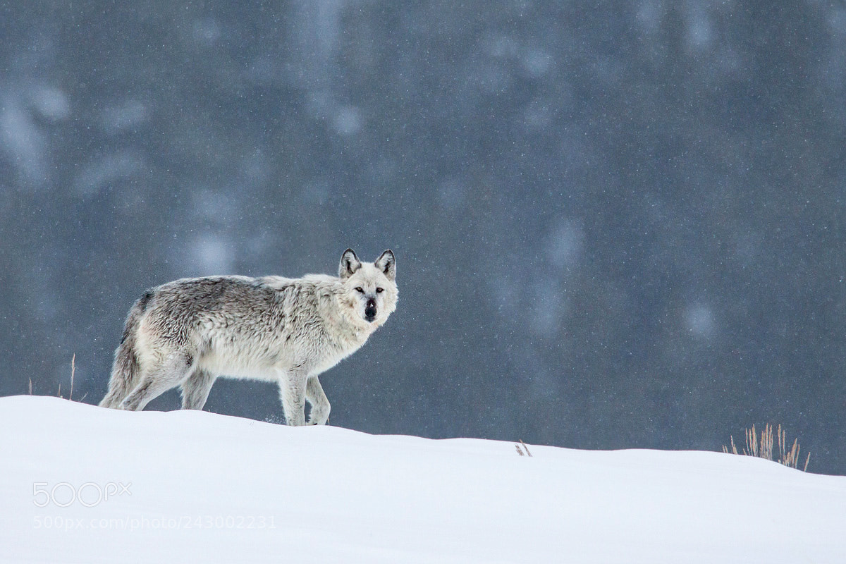 Canon EOS 50D sample photo. Gray wolf in snowstorm photography