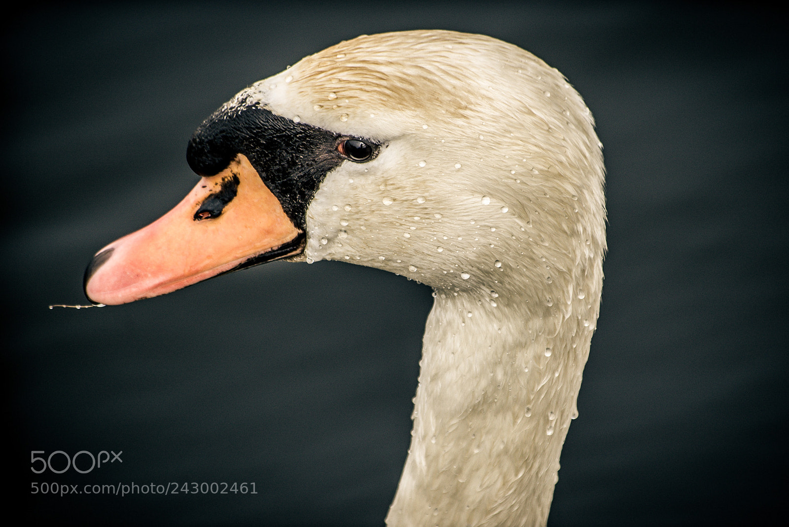 Pentax K100D sample photo. Swan portrait photography