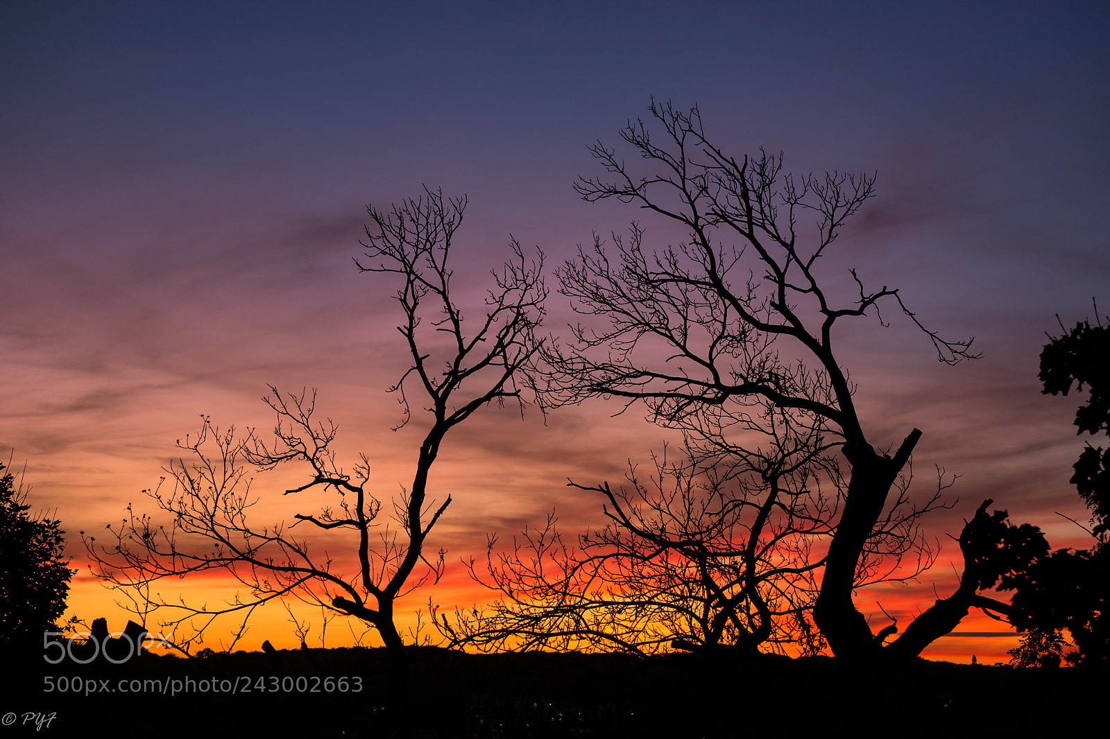 Fujifilm X-M1 sample photo. Sunset and dead tree photography