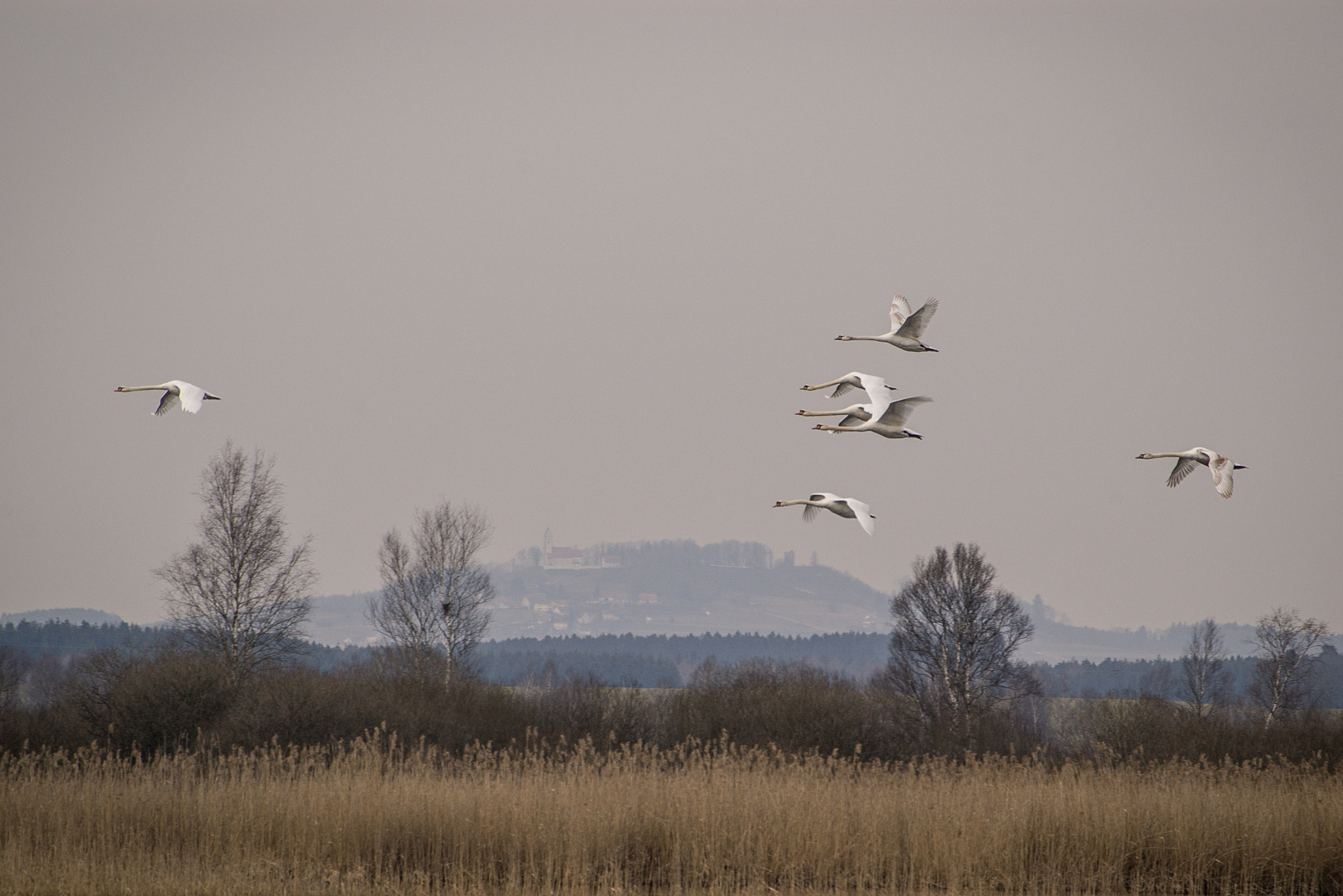 Pentax K100D sample photo. Flying swans photography