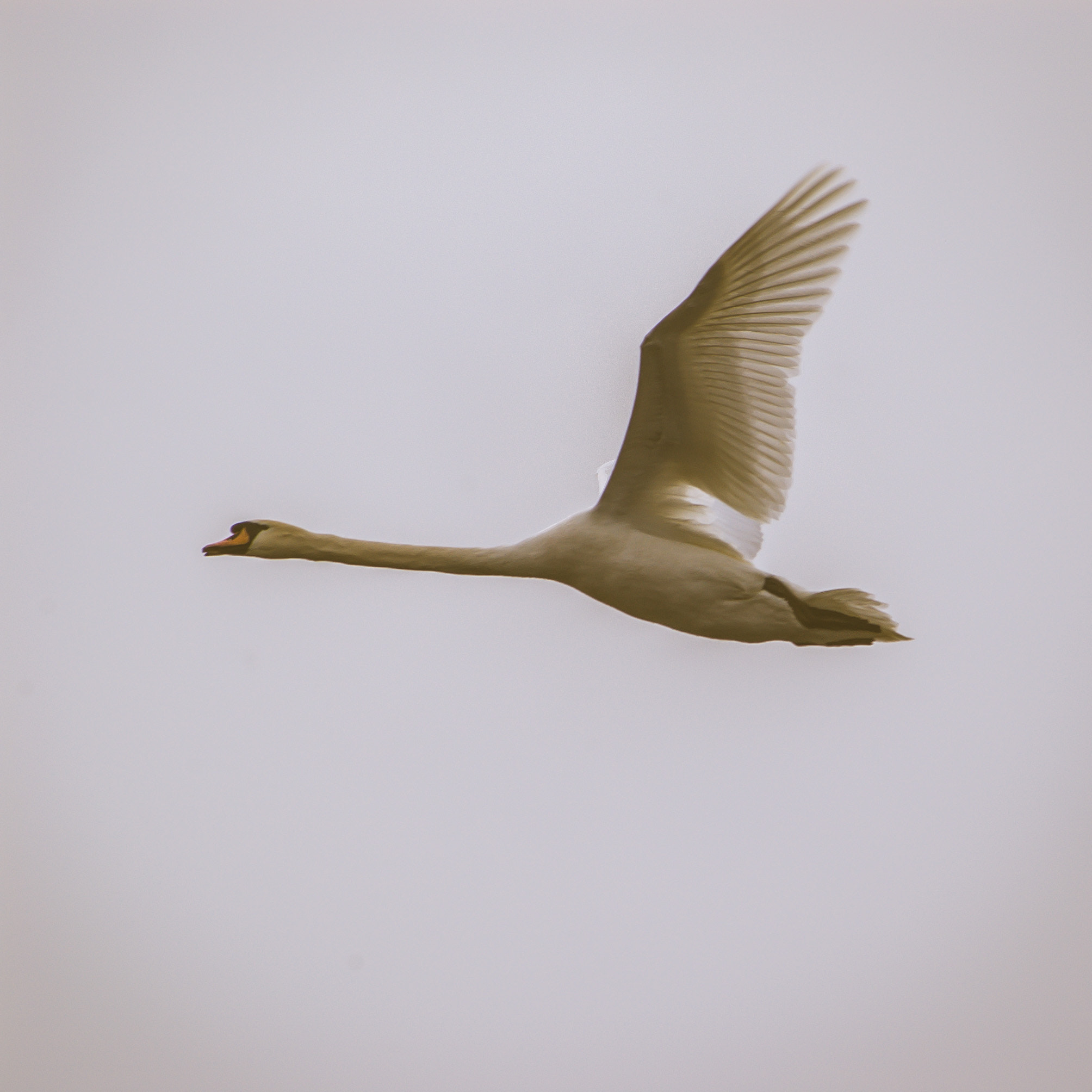 Pentax K100D sample photo. Flying swan photography