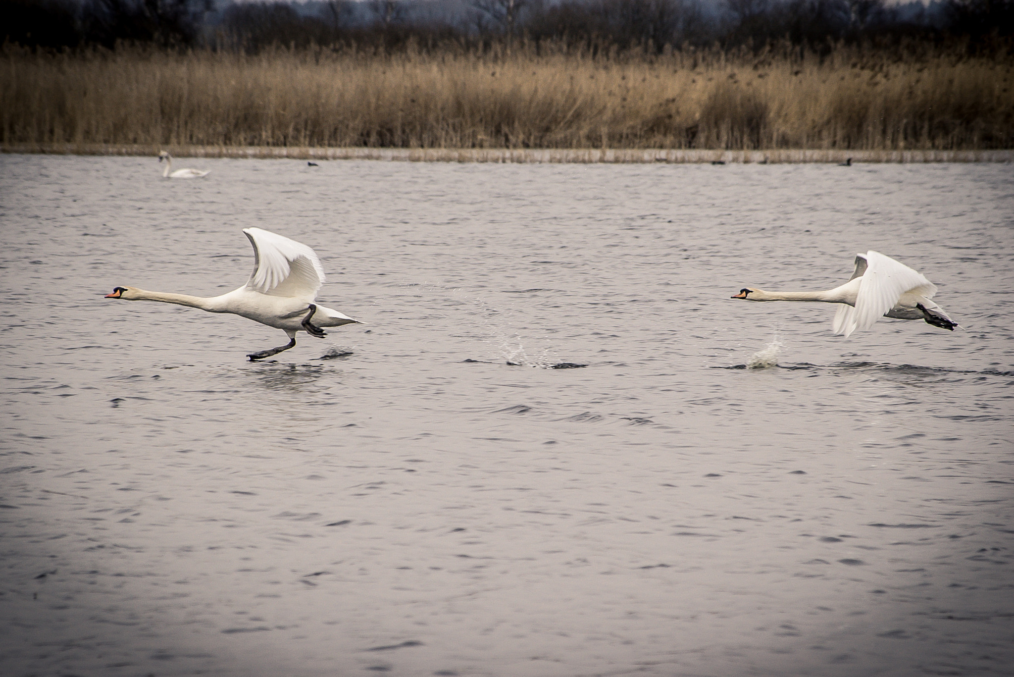 Pentax K100D sample photo. Launching swans photography