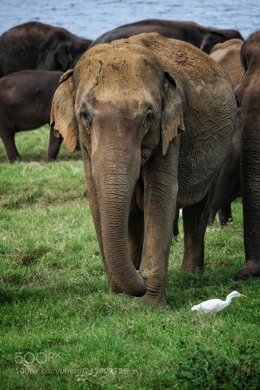 Fujifilm X-Pro2 sample photo. Elefant photography