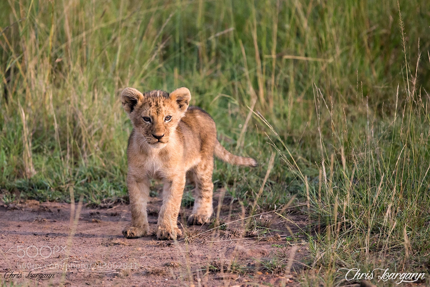 Canon EOS-1D X sample photo. Little cub, future king ? photography