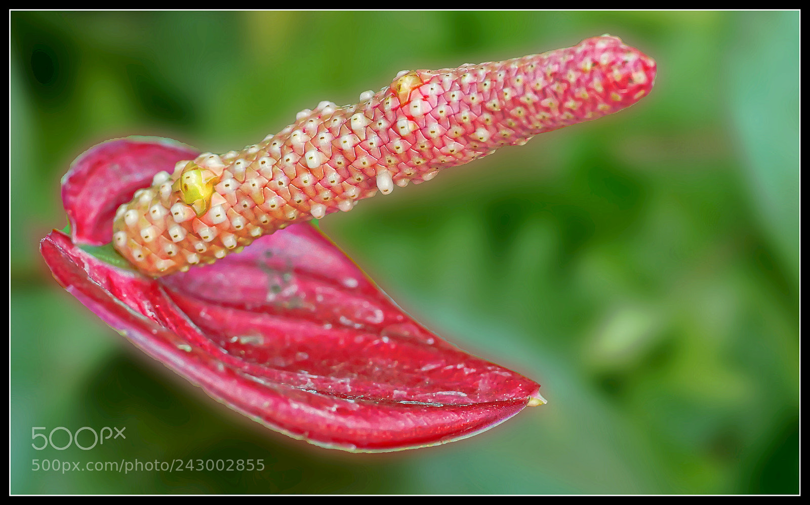Panasonic Lumix DMC-G85 (Lumix DMC-G80) sample photo. Anthurium photography