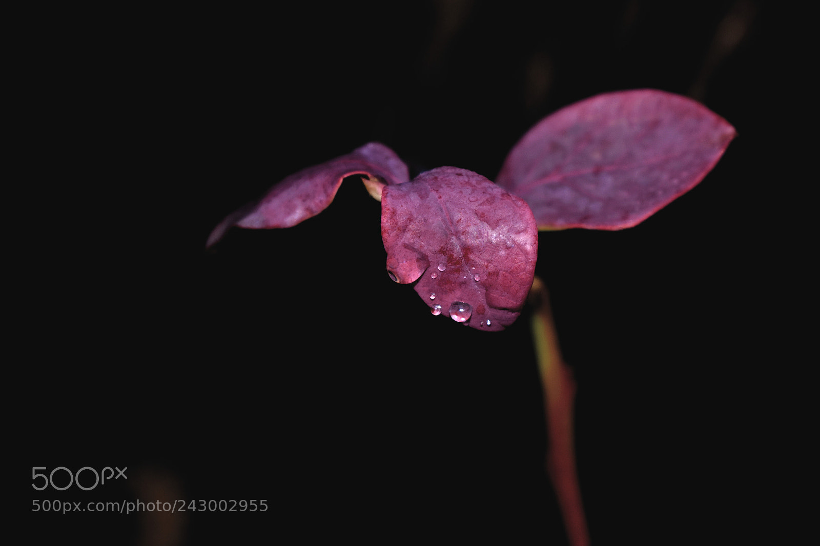 Nikon D3400 sample photo. Purple blueberry leaf photography