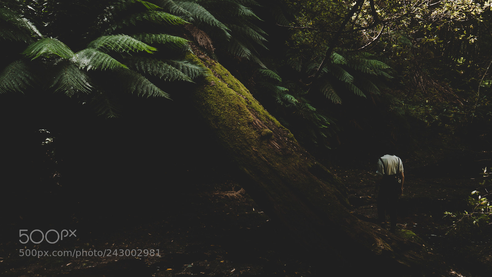 Panasonic Lumix DMC-G7 sample photo. Fern gully photography