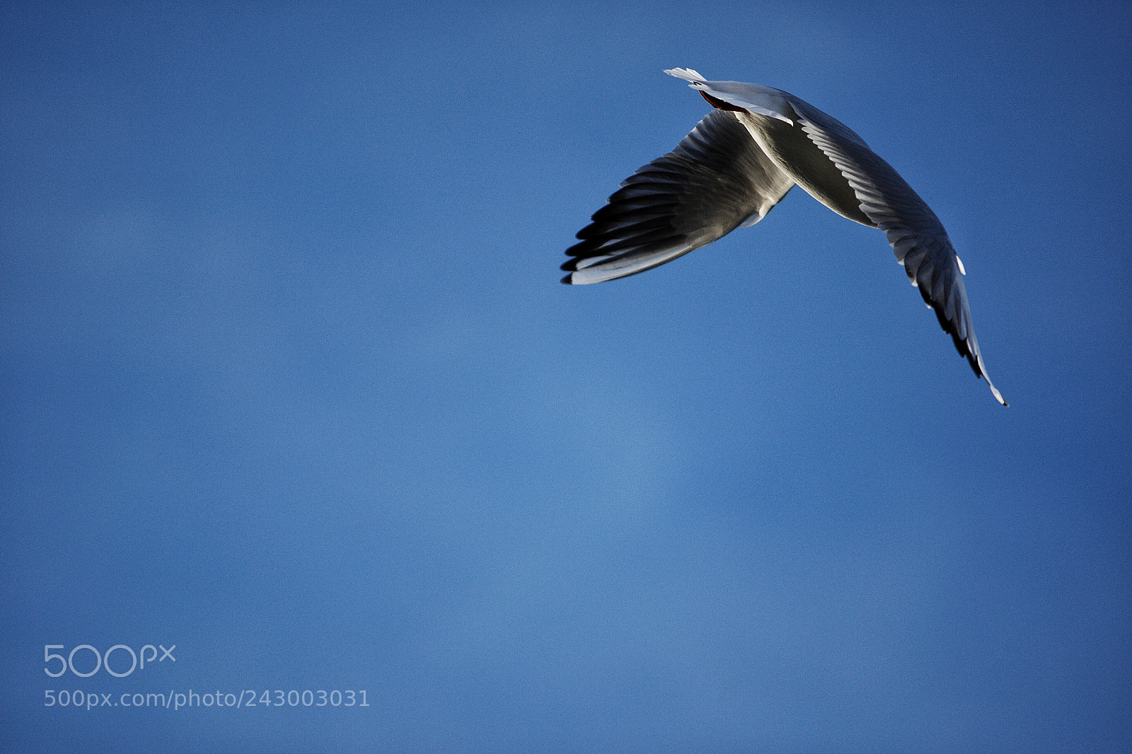 Canon EOS-1D Mark III sample photo. The wings power photography