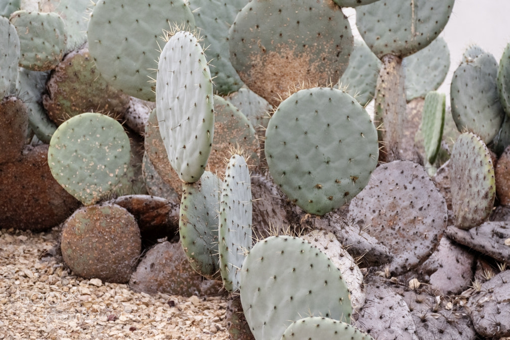 Nikon D5600 sample photo. Cactus photography