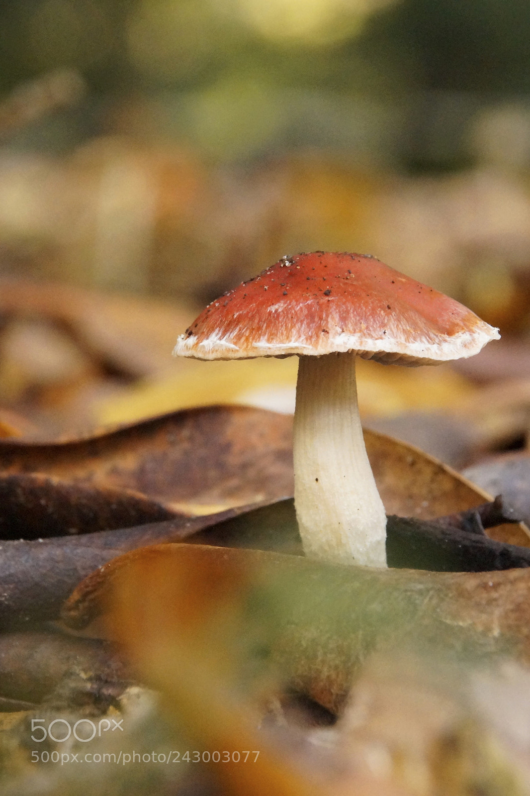 Sony SLT-A58 sample photo. () photography