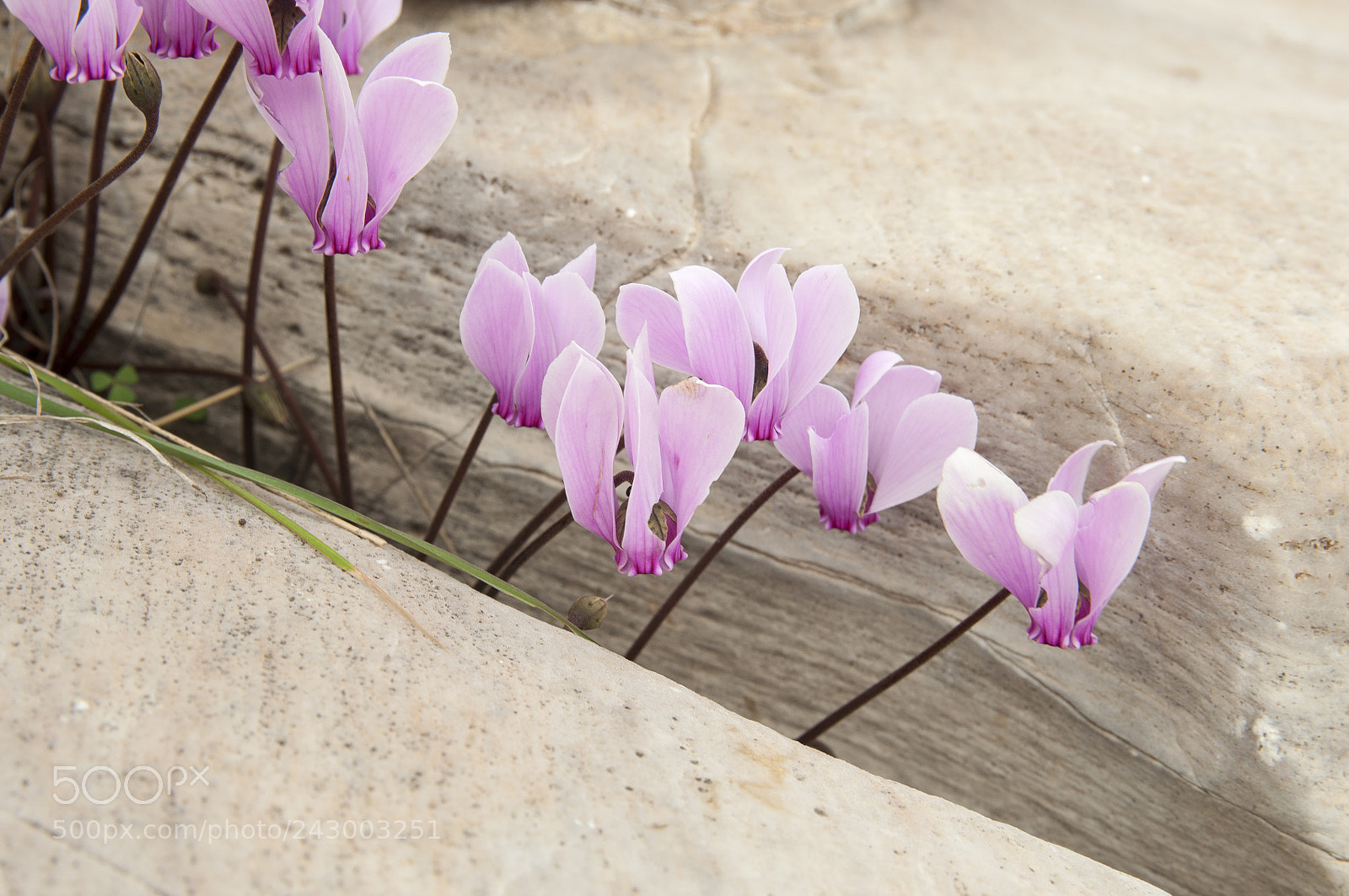 Nikon D90 sample photo. Living between two rocks photography