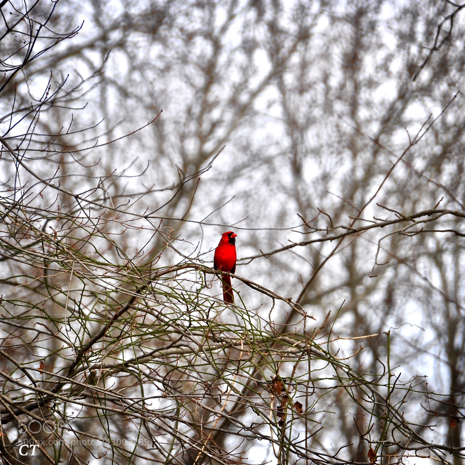 Nikon D5000 sample photo. Cardinal 1 photography