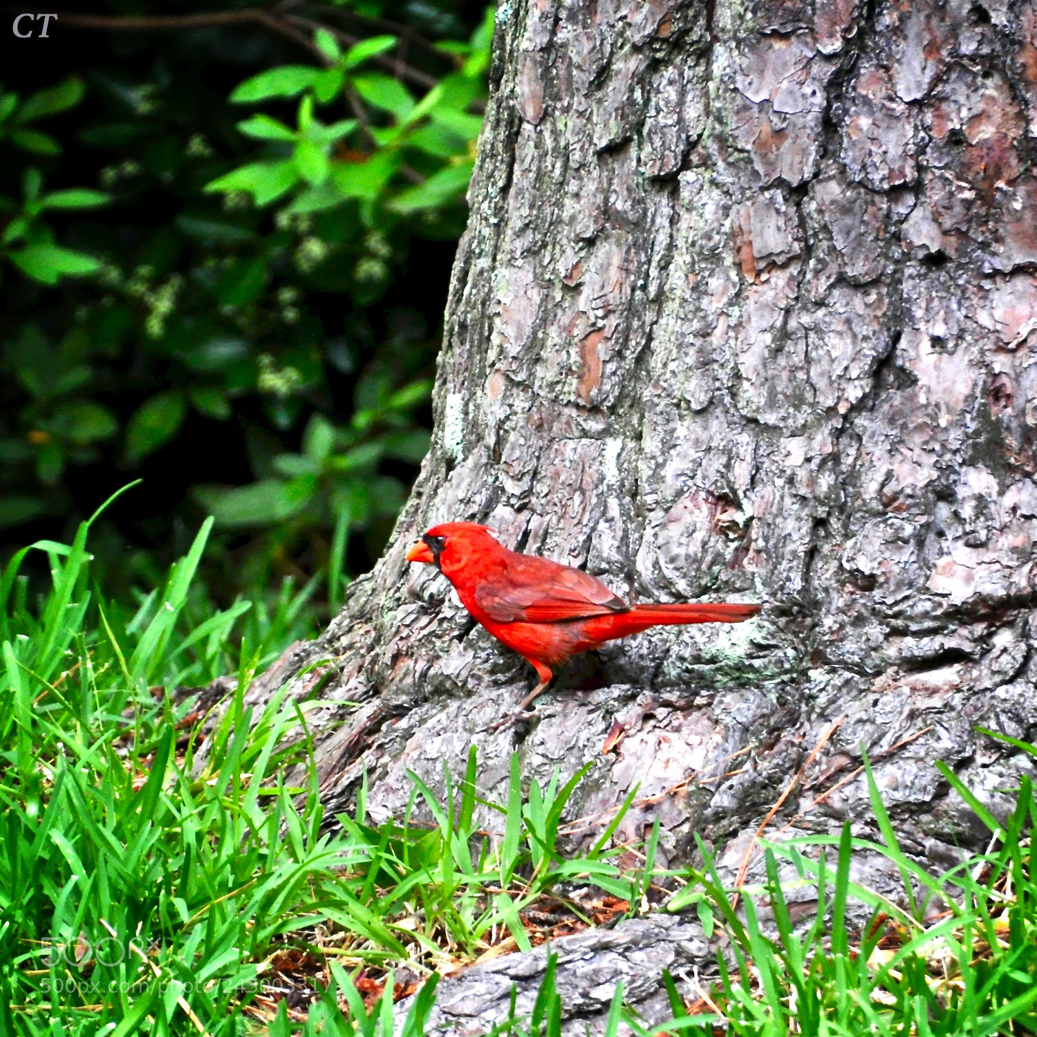 Nikon D5000 sample photo. Cardinal 2 photography