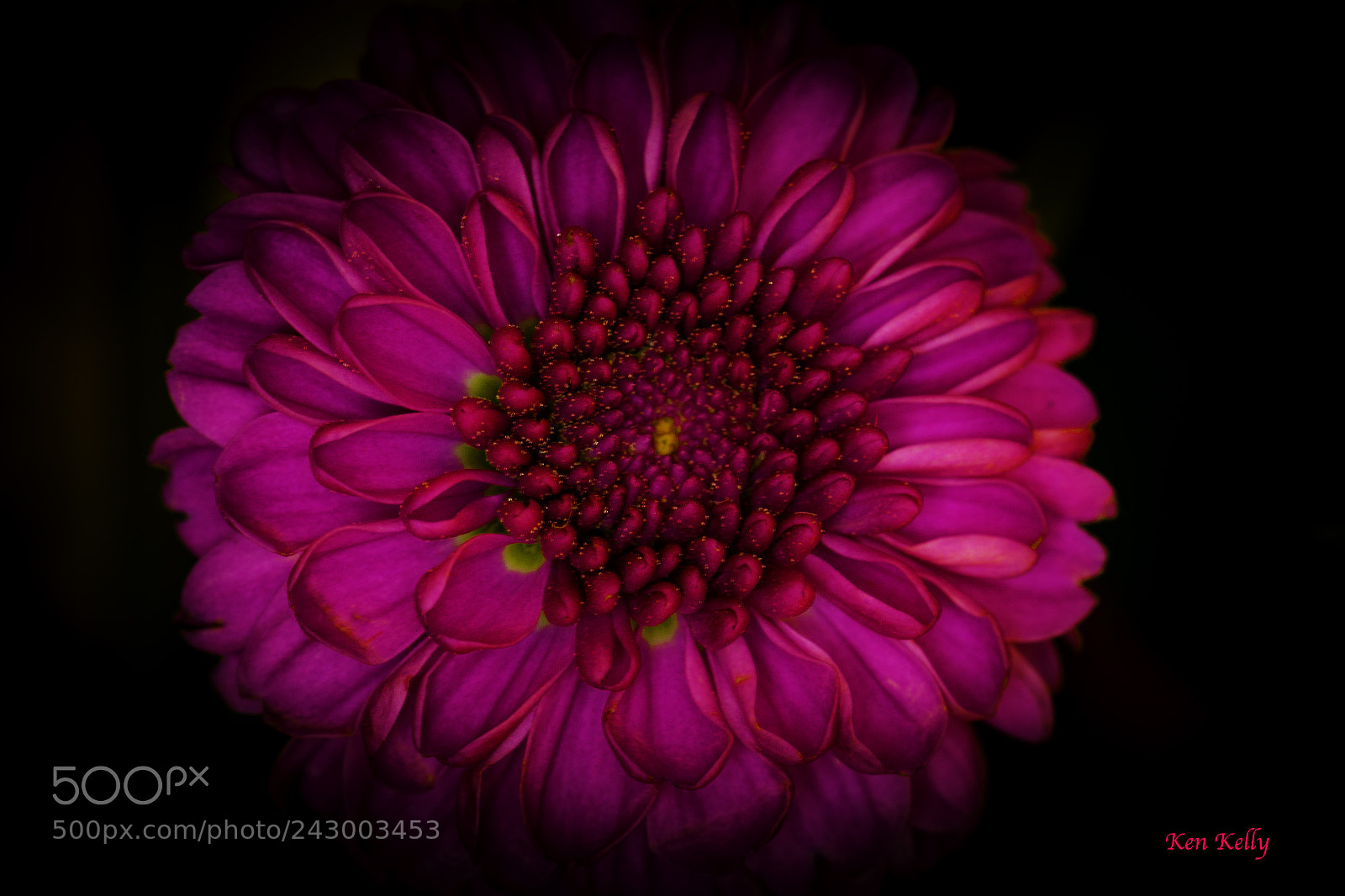 Canon EOS 7D Mark II sample photo. Macro mum photography