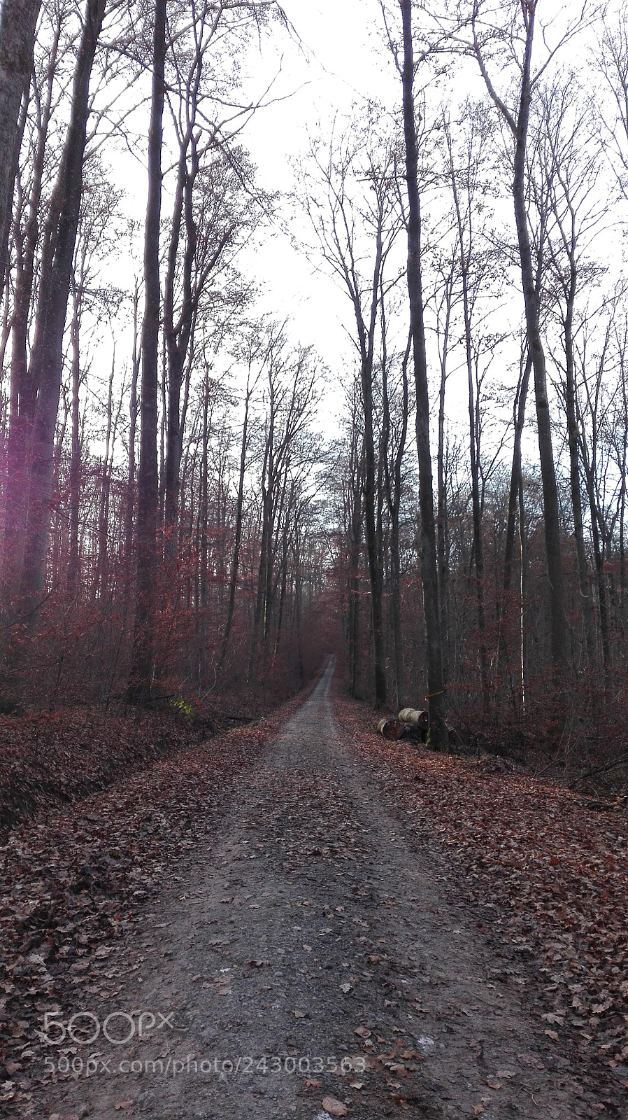 HUAWEI P8 Lite sample photo. Untitled photography
