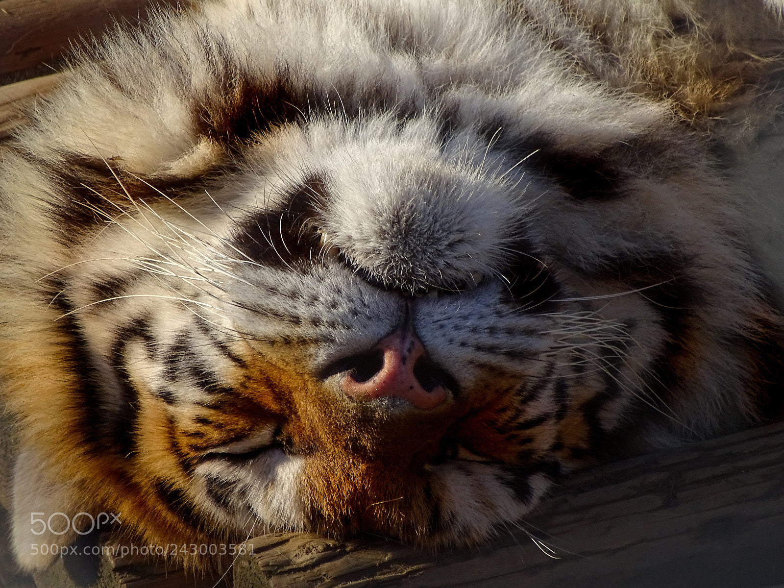 Sony Cyber-shot DSC-HX350 sample photo. Napping photography