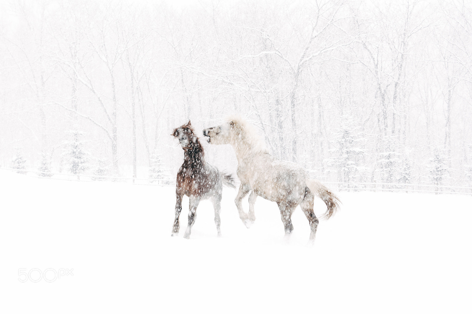 Sony a7R III sample photo. Horse in winter photography