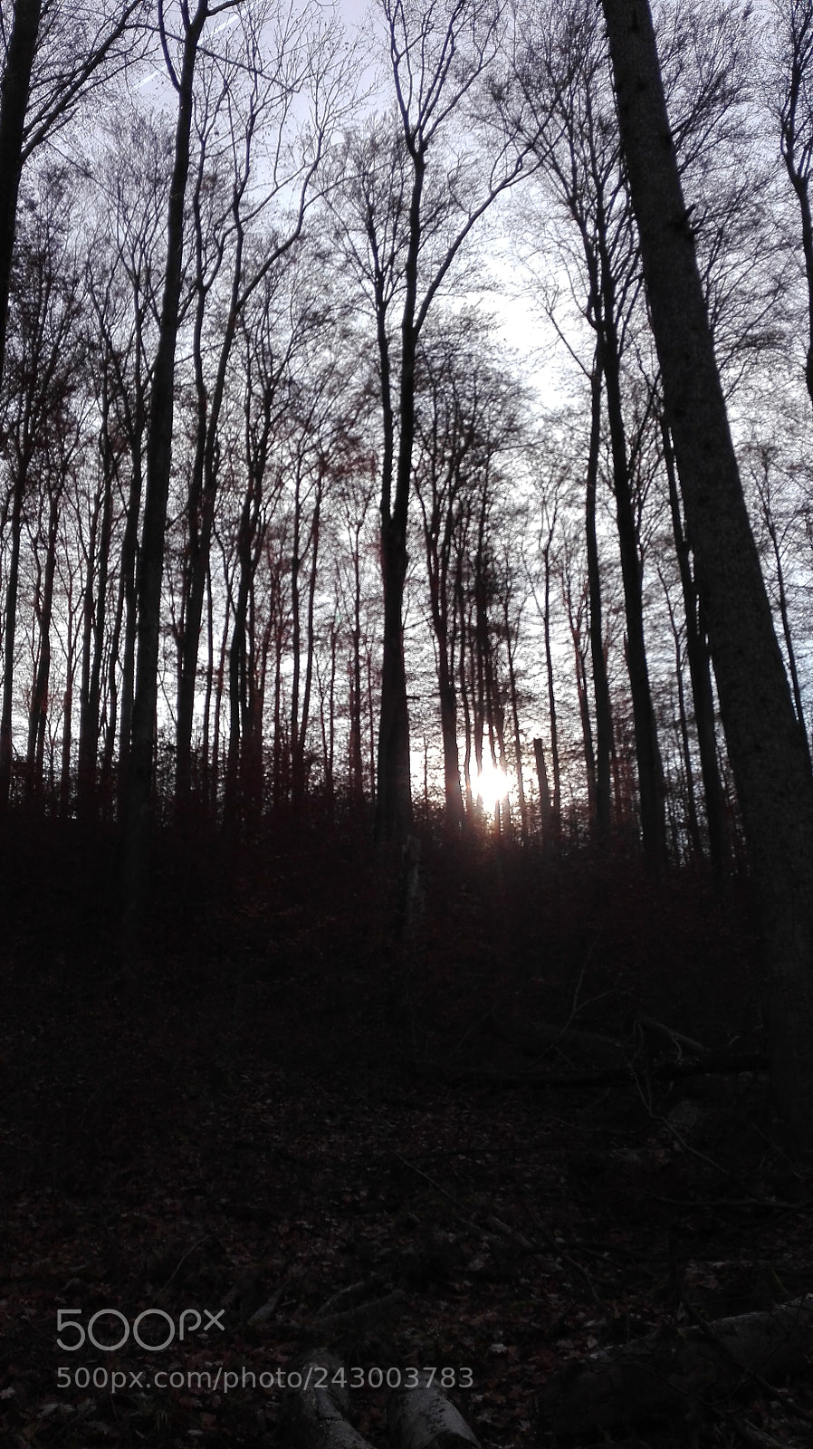 HUAWEI P8 Lite sample photo. Untitled photography