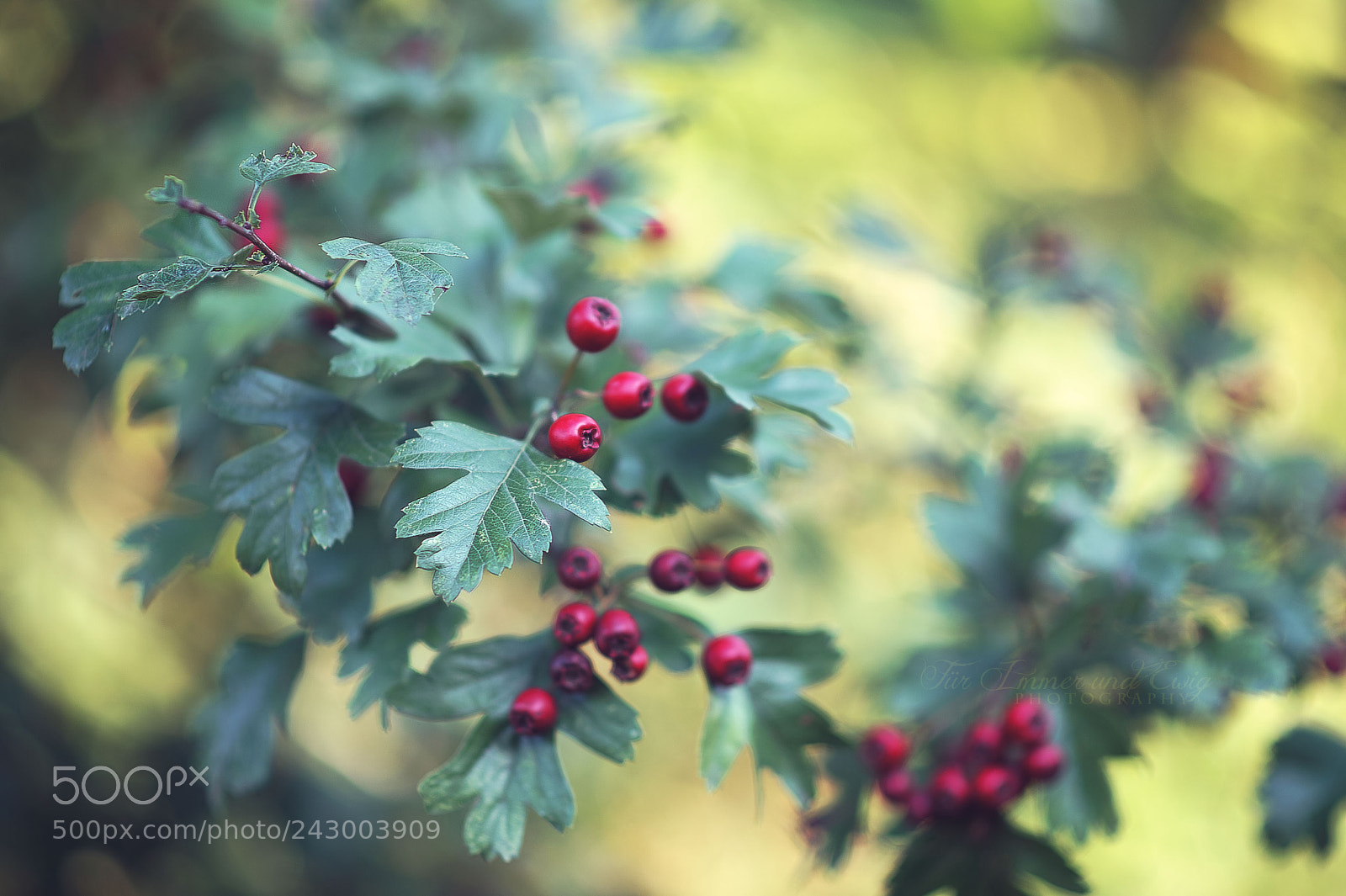 Nikon D700 sample photo. When summer comes to photography