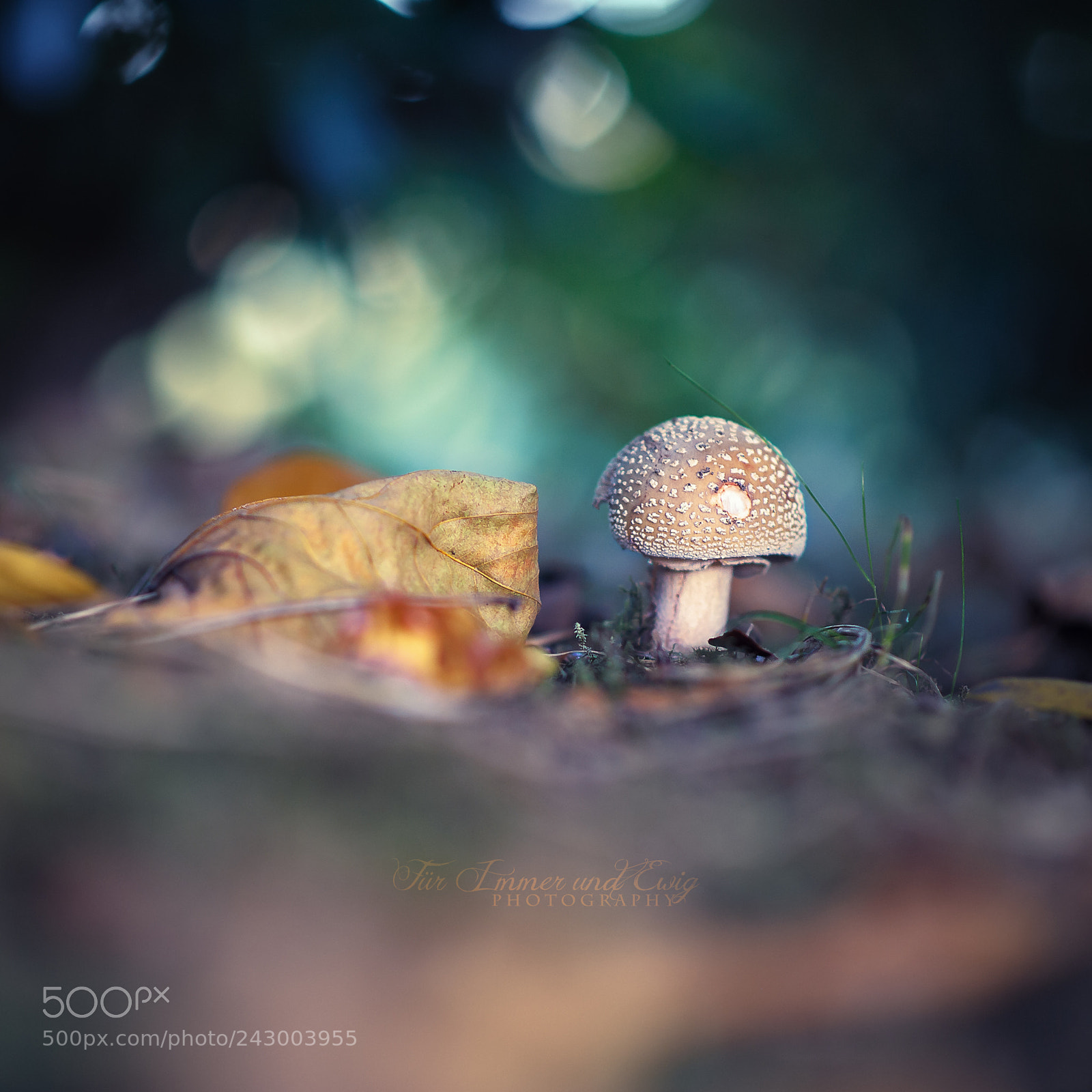 Nikon D700 sample photo. Mushroom magic photography