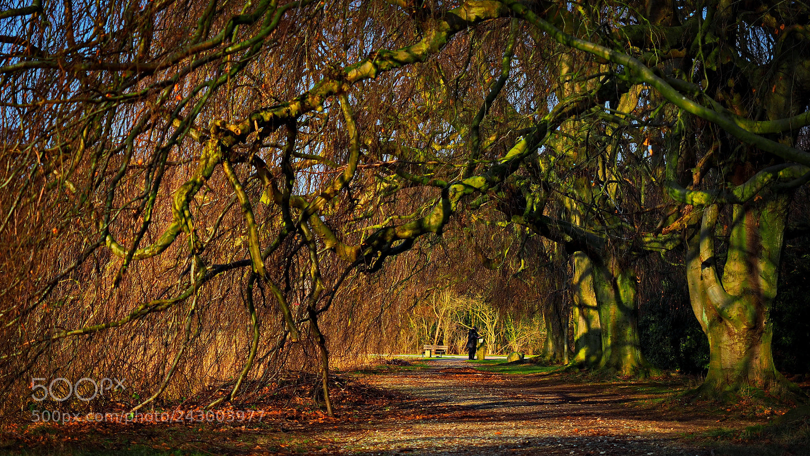 Olympus OM-D E-M1 Mark II sample photo. The allee photography