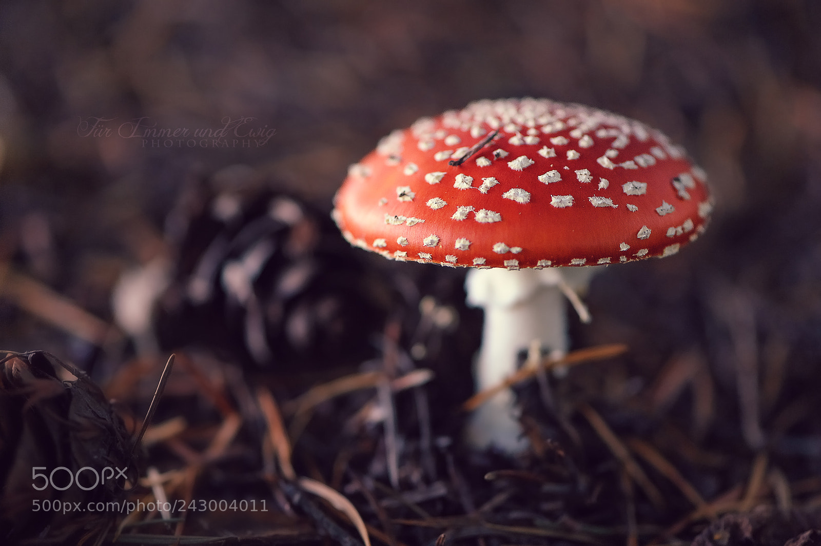 Nikon D700 sample photo. Nature's little treasures photography