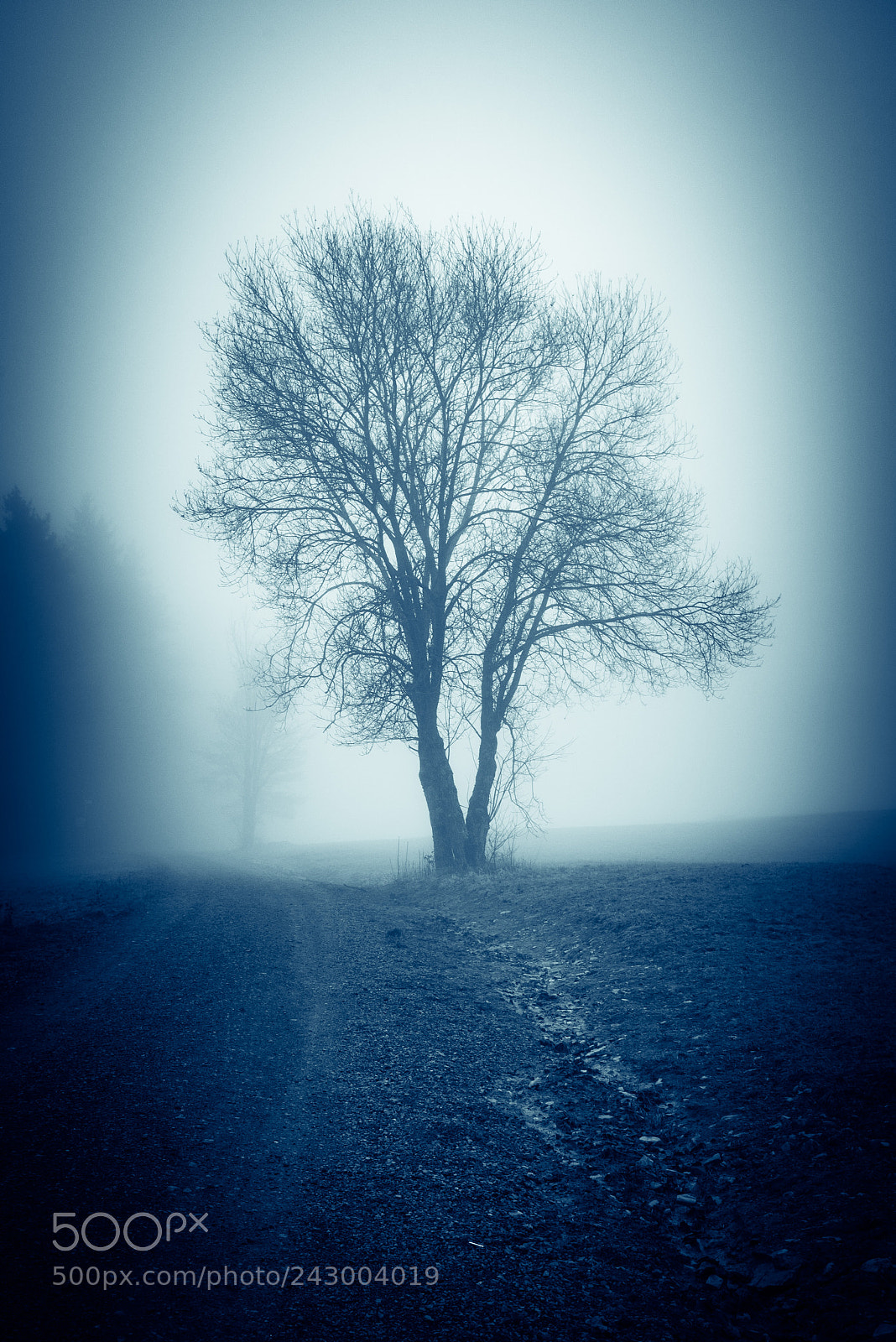 Nikon D810 sample photo. The fog-1 photography