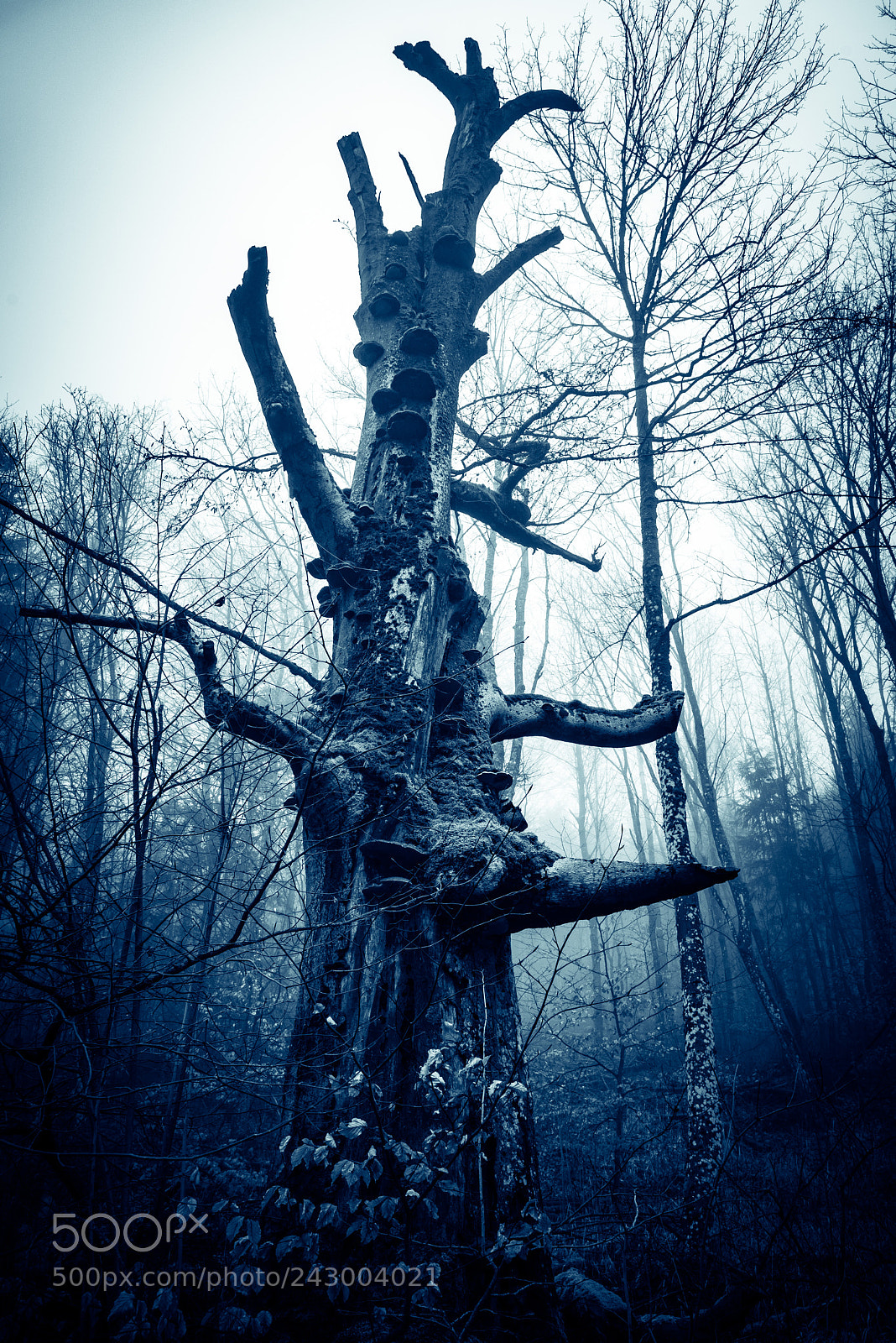 Nikon D810 sample photo. The fog-2 photography