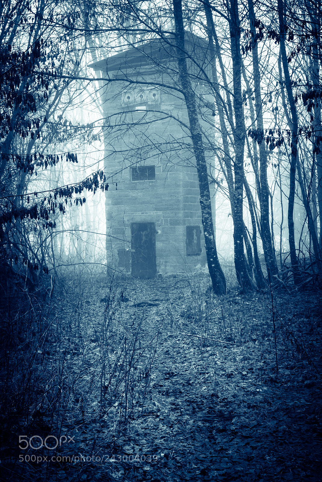 Nikon D810 sample photo. The fog-3 photography