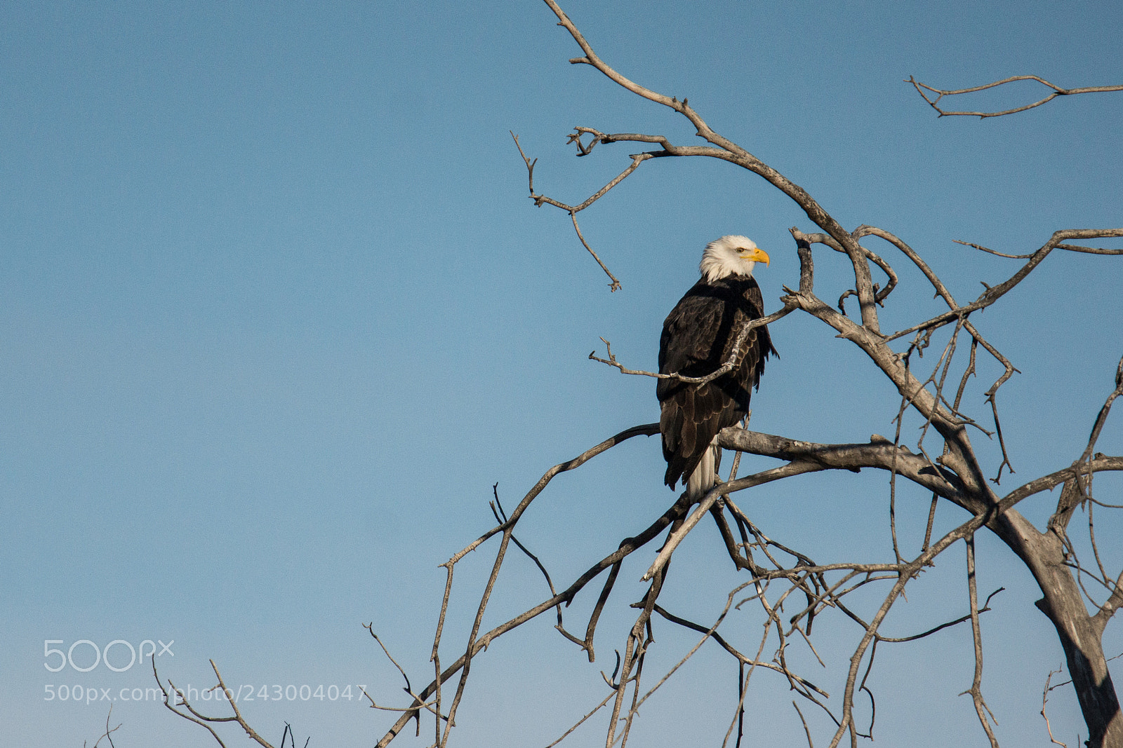 Sony SLT-A77 sample photo. American bald eagle photography