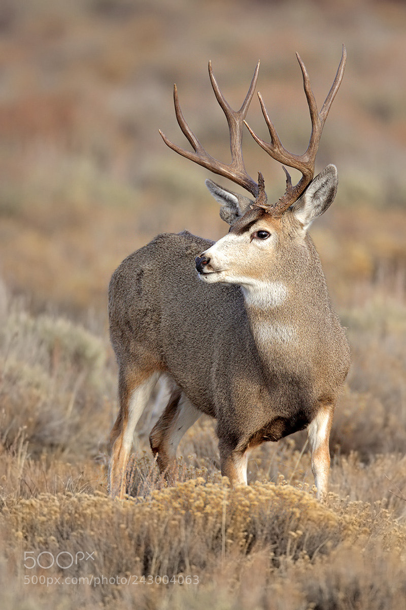 Canon EOS 5DS R sample photo. Mule deer buck during photography