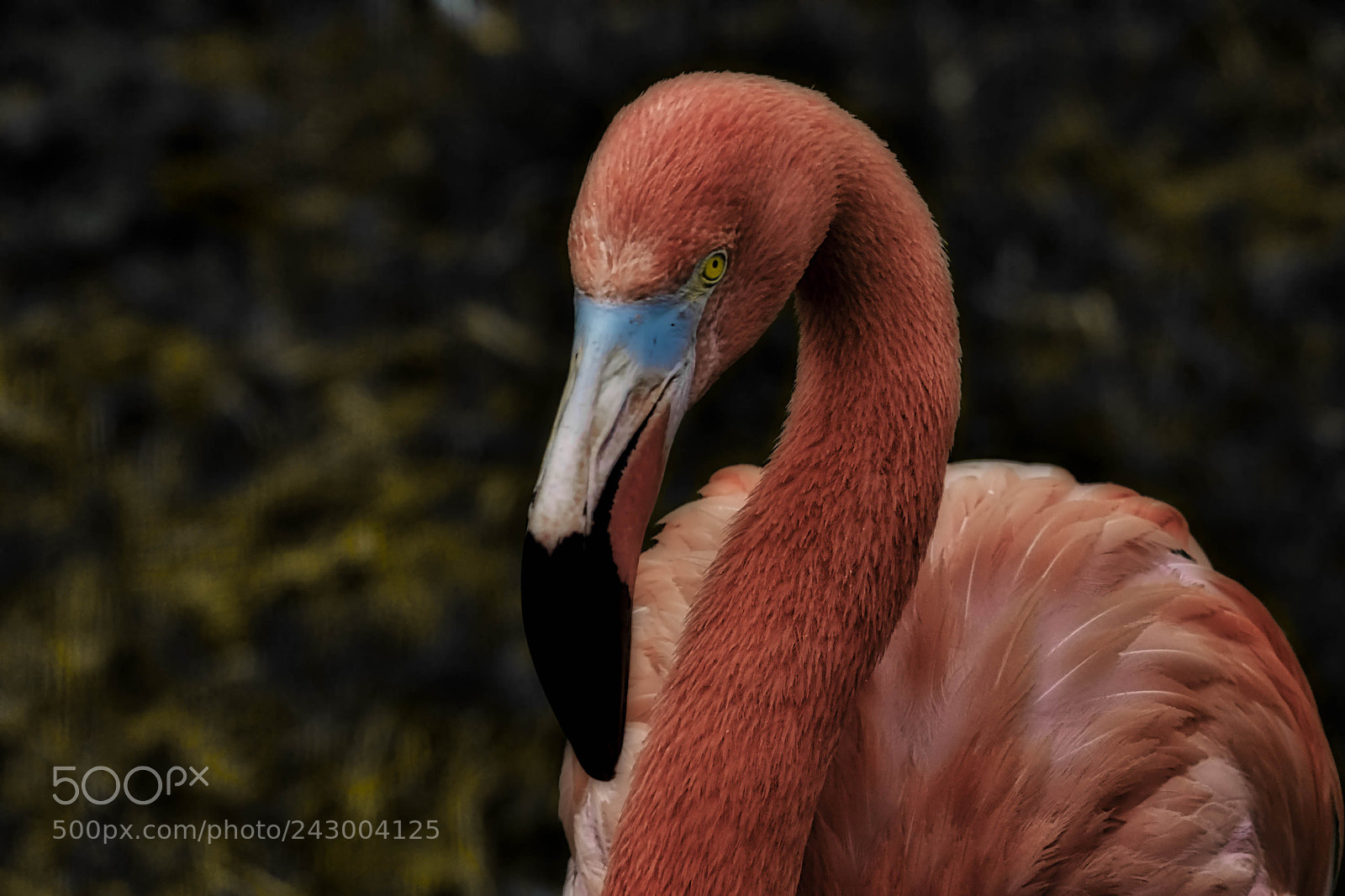 Nikon D7200 sample photo. Flamingo watching luminar2018 photography