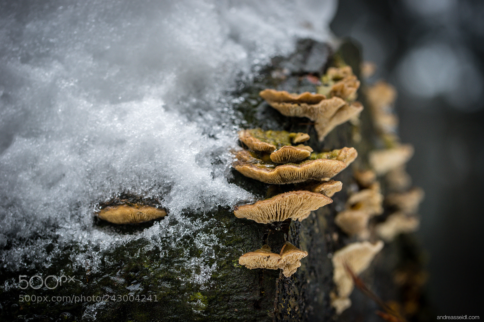 Sony a7 sample photo. Pilze am baumstamm photography