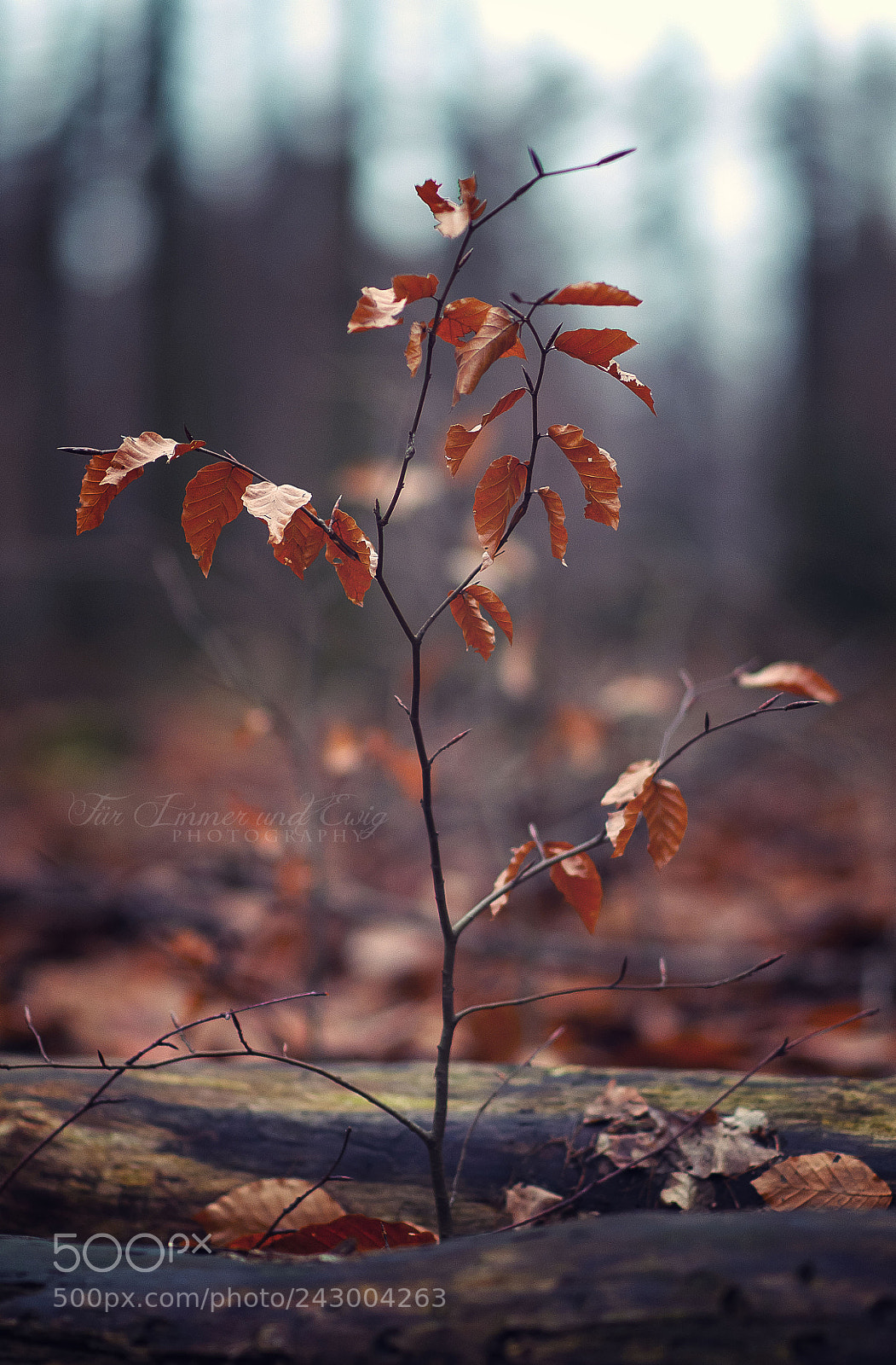 Nikon D300S sample photo. Only memories remain photography