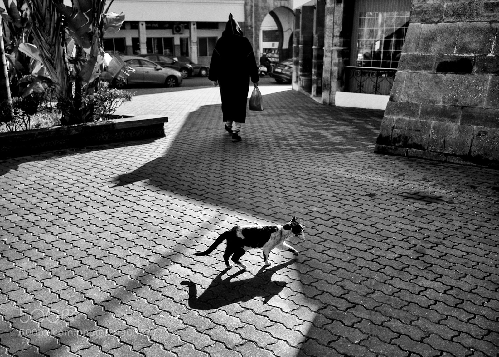 Sony a7S II sample photo. Casablanca cat photography