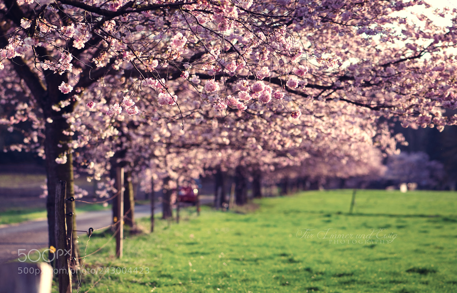 Nikon D300S sample photo. Realm of dreams photography