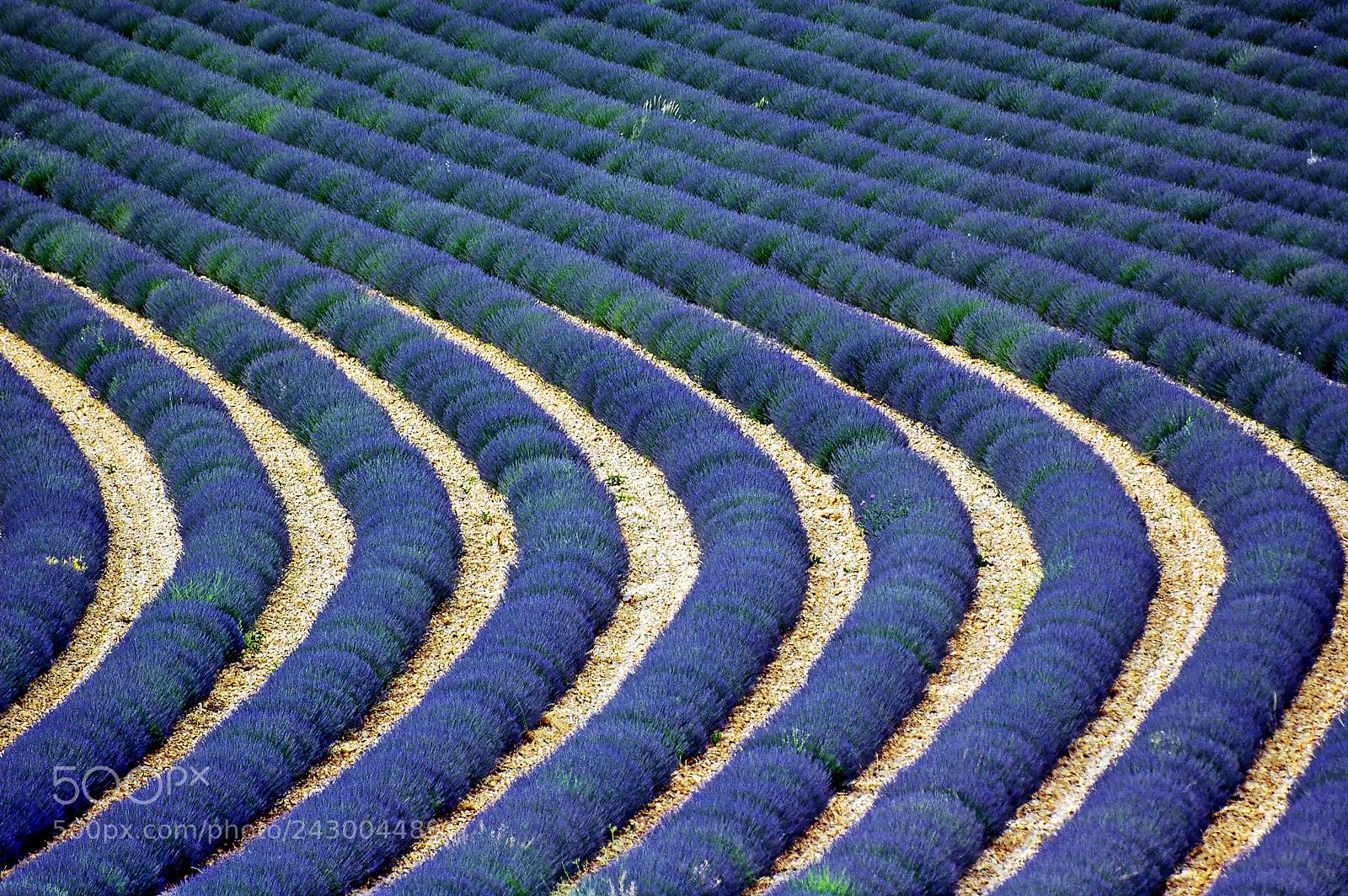 Nikon D70 sample photo. Valensole: fields of lavender photography