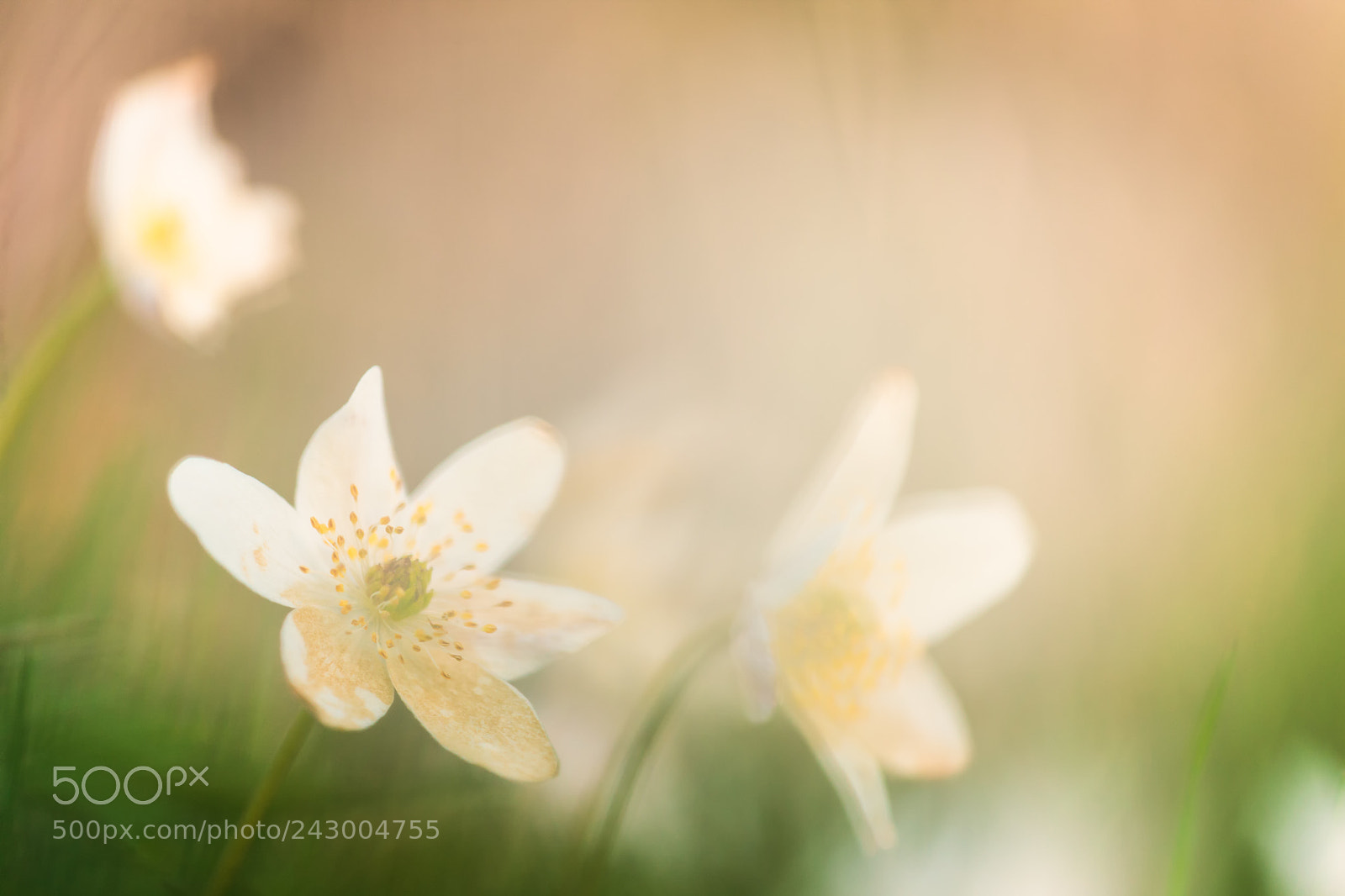 Canon EOS-1Ds Mark III sample photo. Wood anemone photography