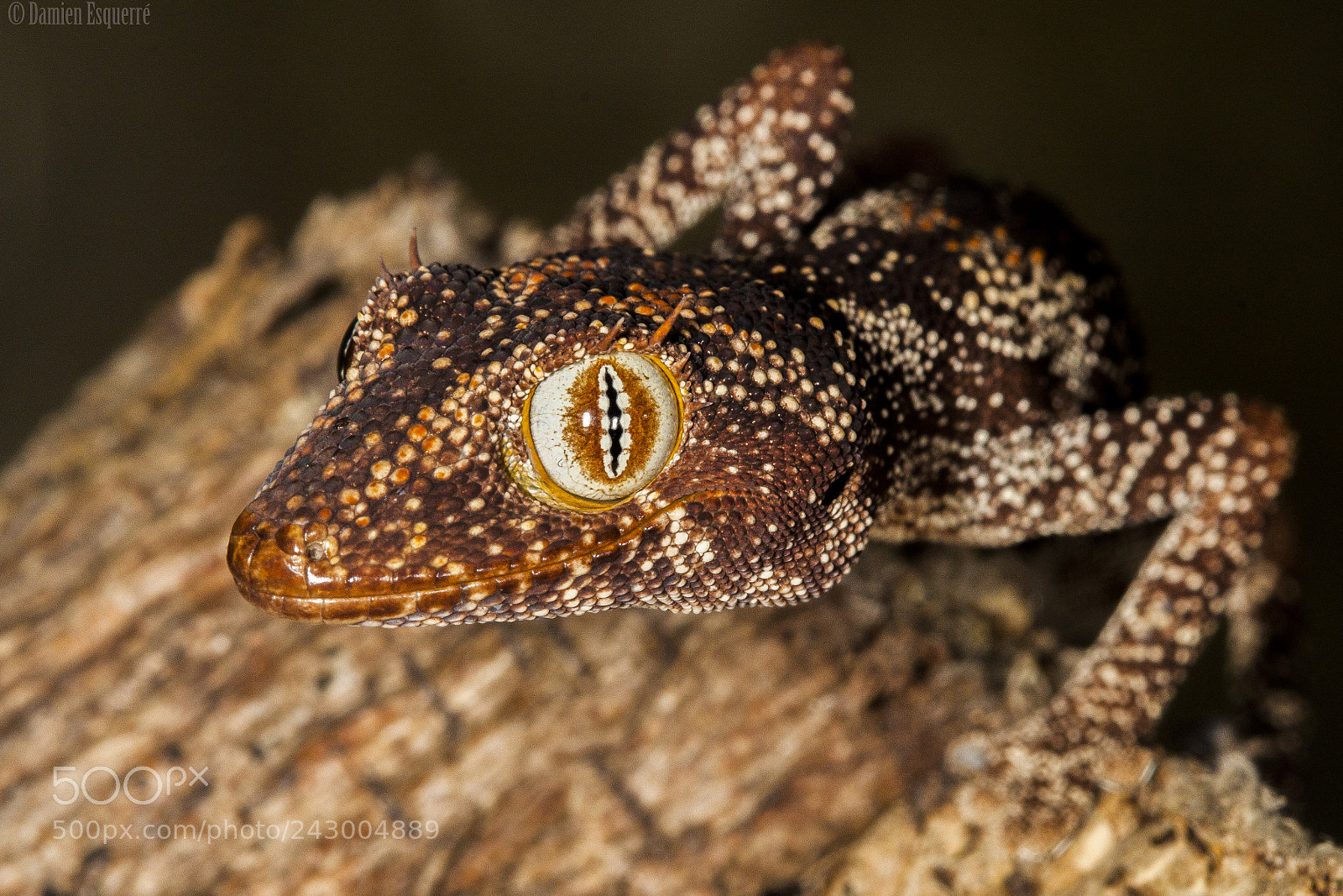 Canon EOS 500D (EOS Rebel T1i / EOS Kiss X3) sample photo. Northern spiny tailed gecko photography