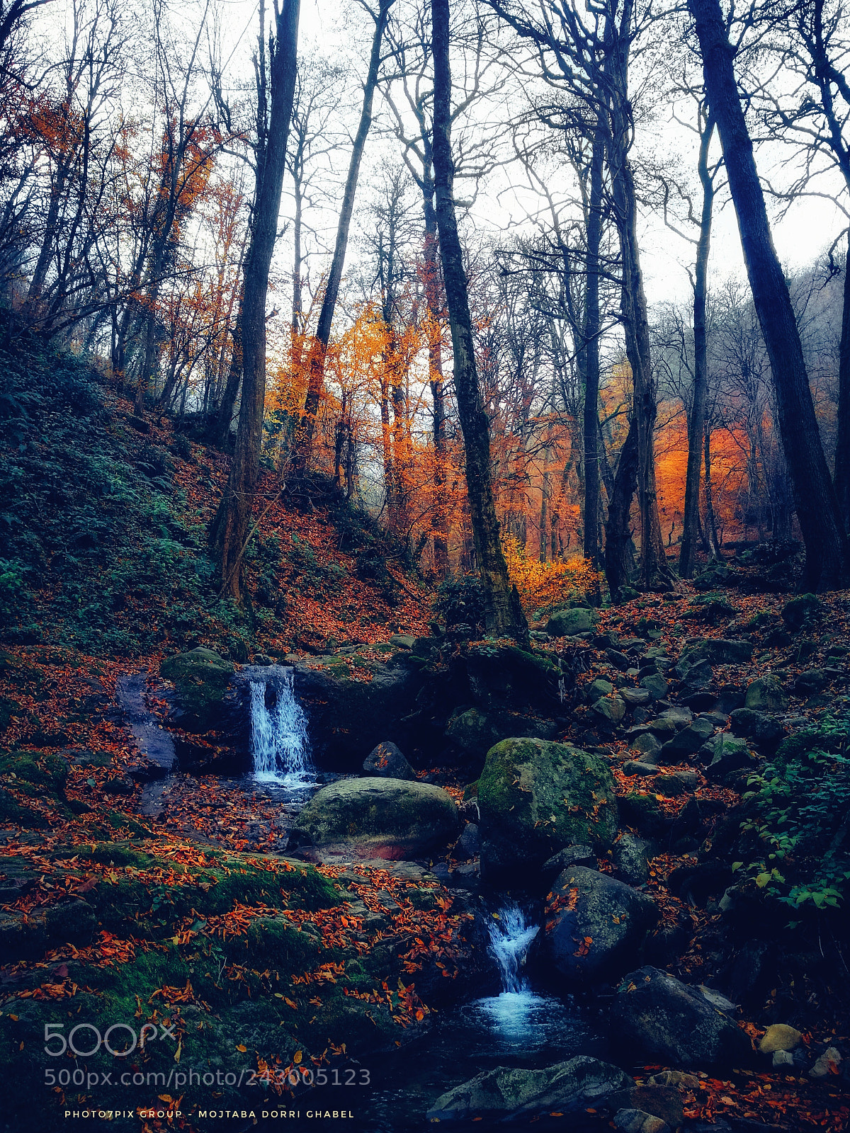 HUAWEI P9 Plus sample photo. Deep forest photography