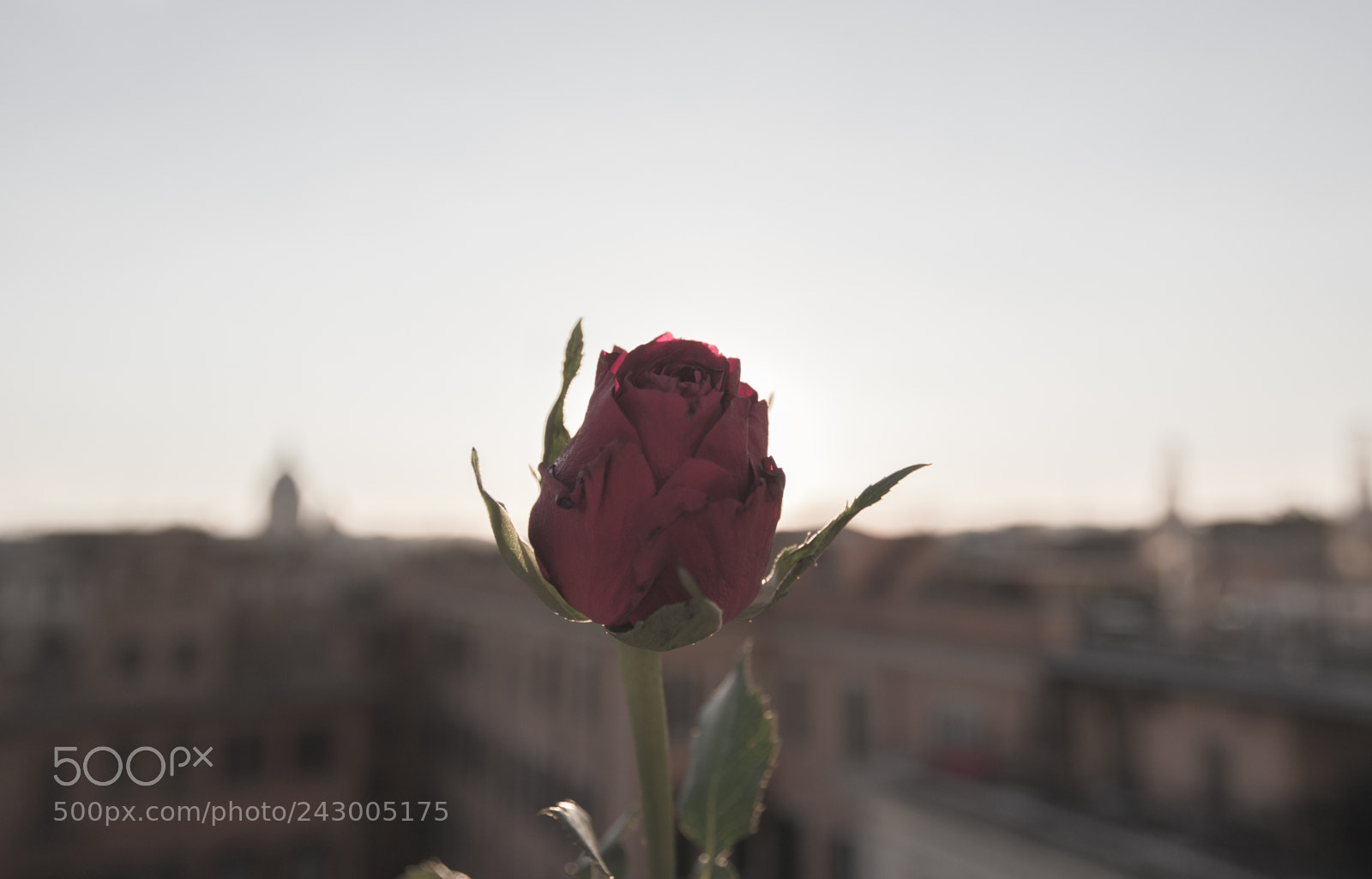 Canon EOS 7D Mark II sample photo. Rosewithoutgrainandlesscolors (of ) photography