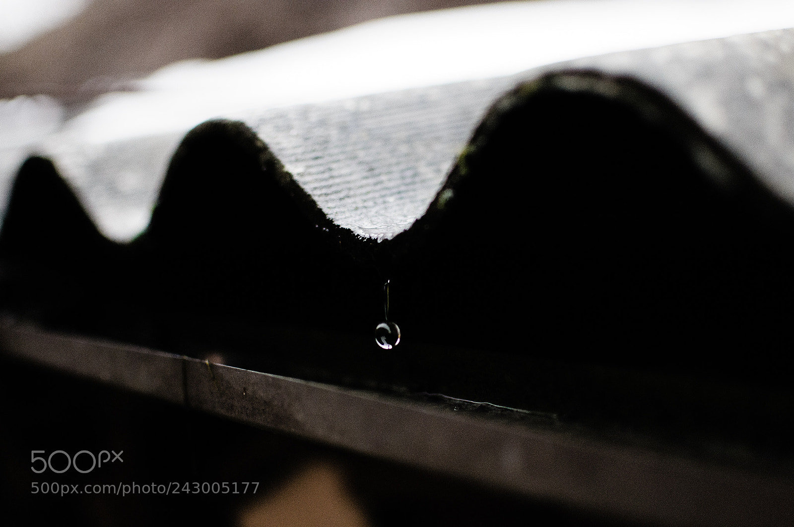 Nikon D300S sample photo. фотокарточка photography