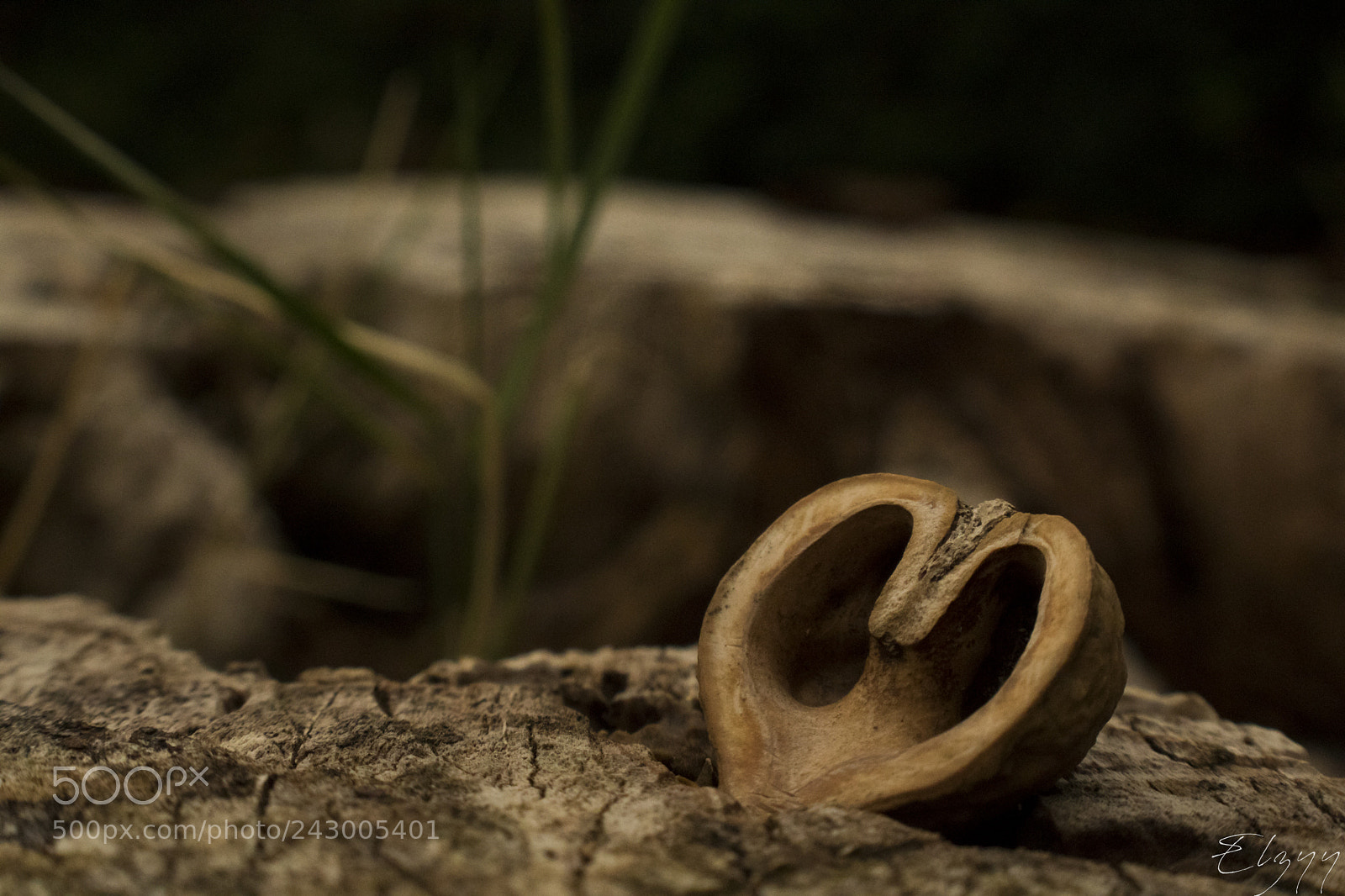 Canon EOS 750D (EOS Rebel T6i / EOS Kiss X8i) sample photo. Rooted walnut photography