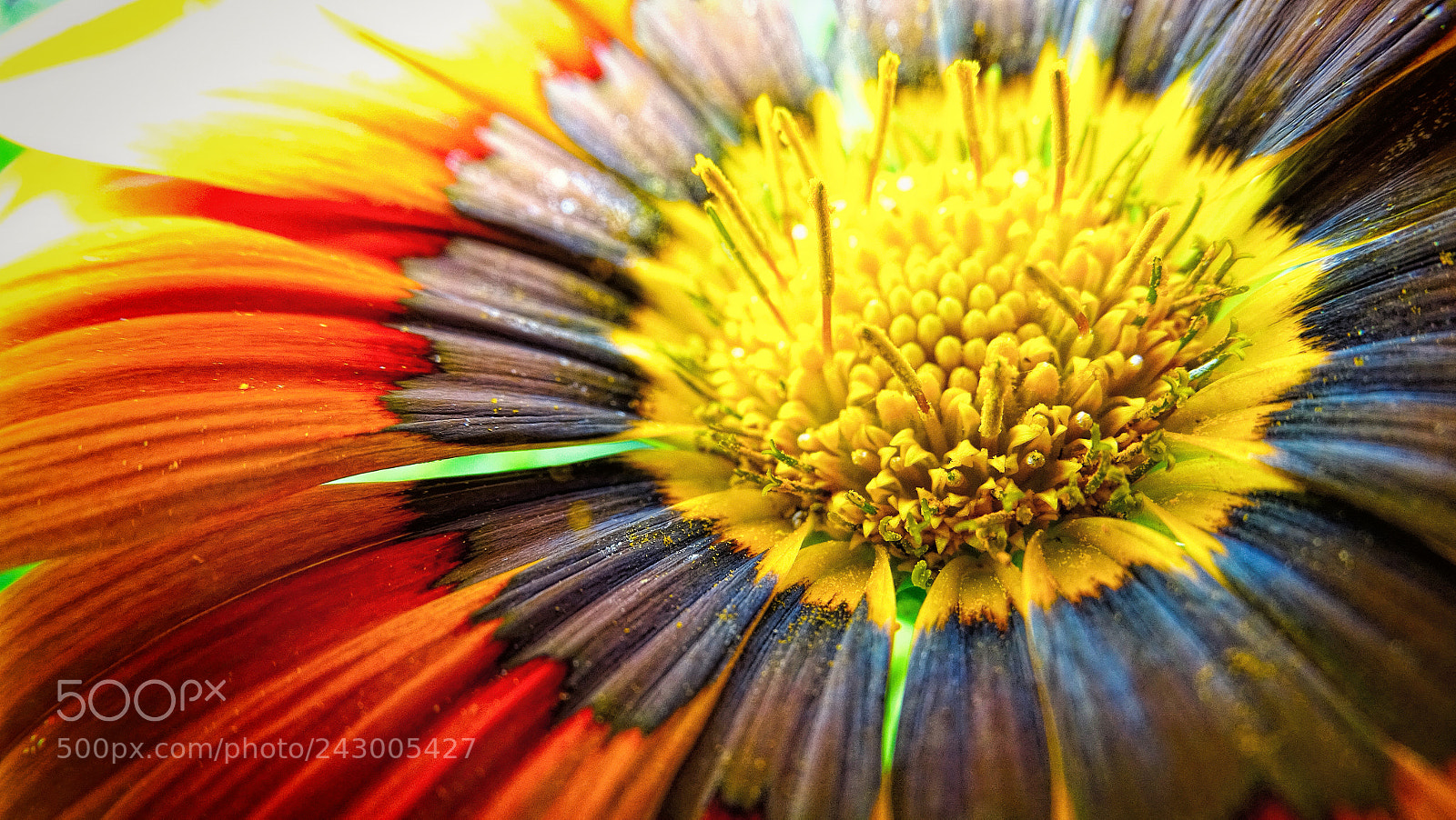 Sony Cyber-shot DSC-HX400V sample photo. Flower  gazania ☀ photography