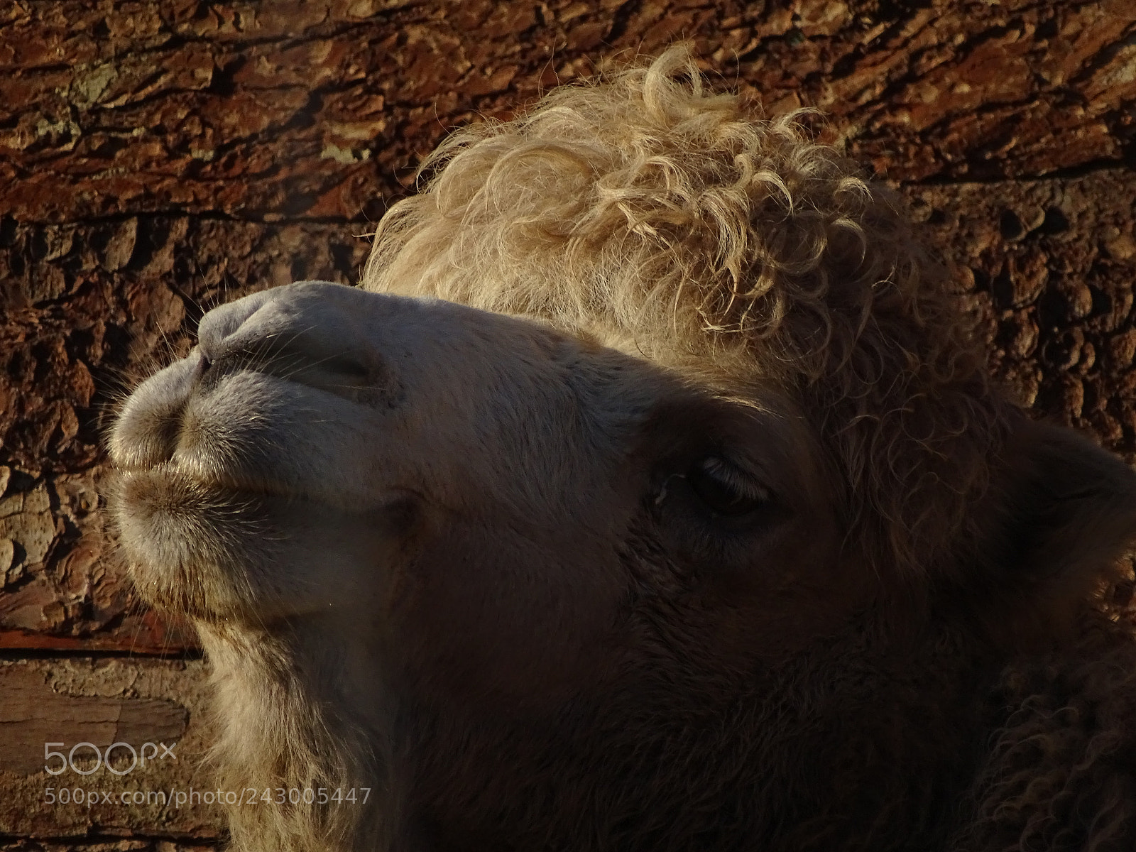 Sony Cyber-shot DSC-HX350 sample photo. Lovely camel photography