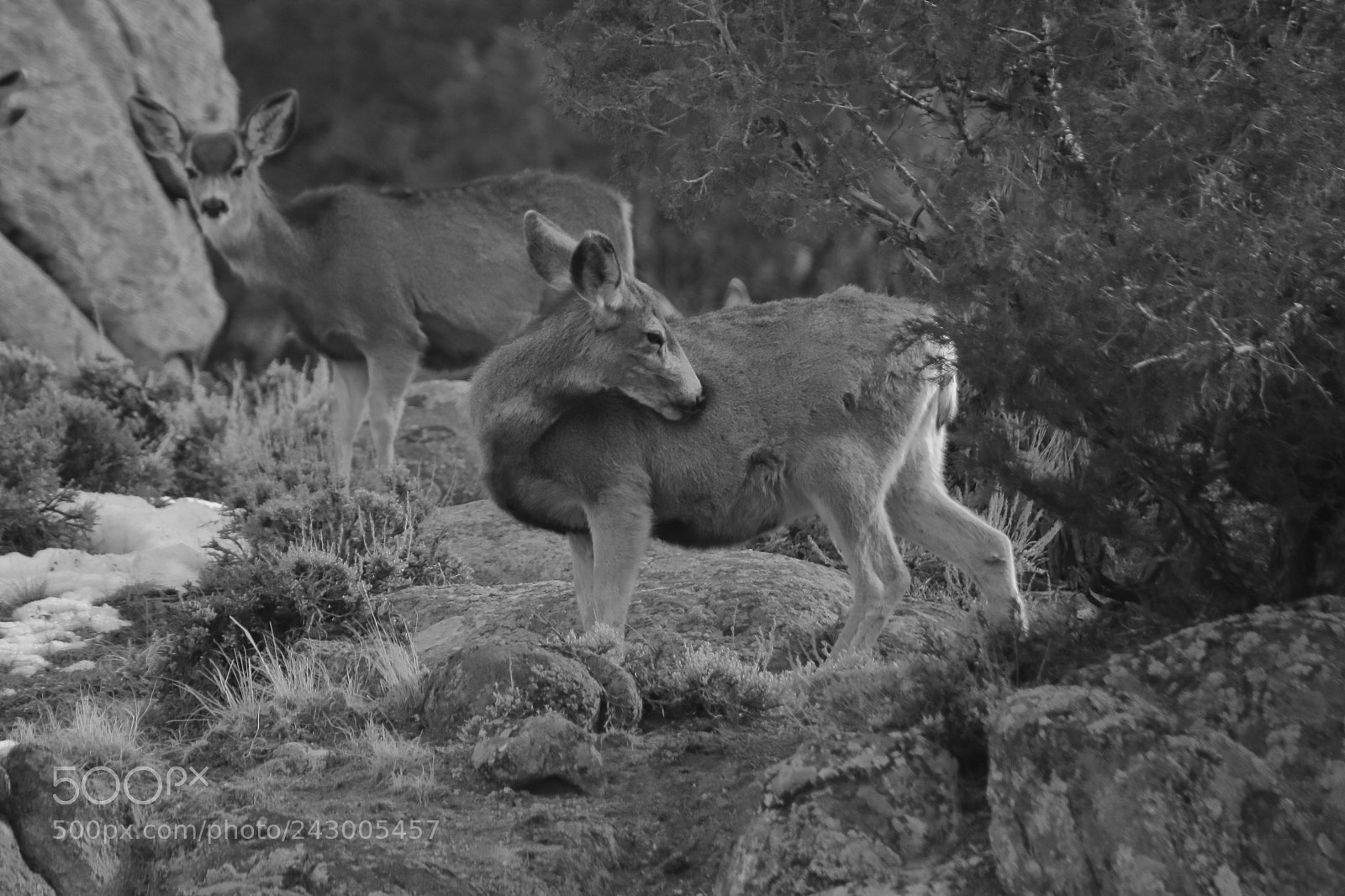 Canon EOS 50D sample photo. Deer photography